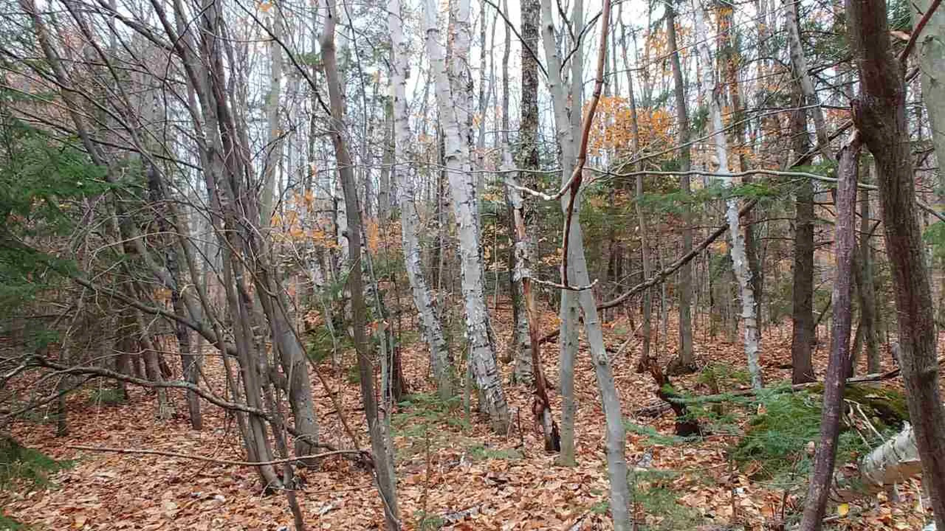 0 Taylor Road Roxbury VT 05663
