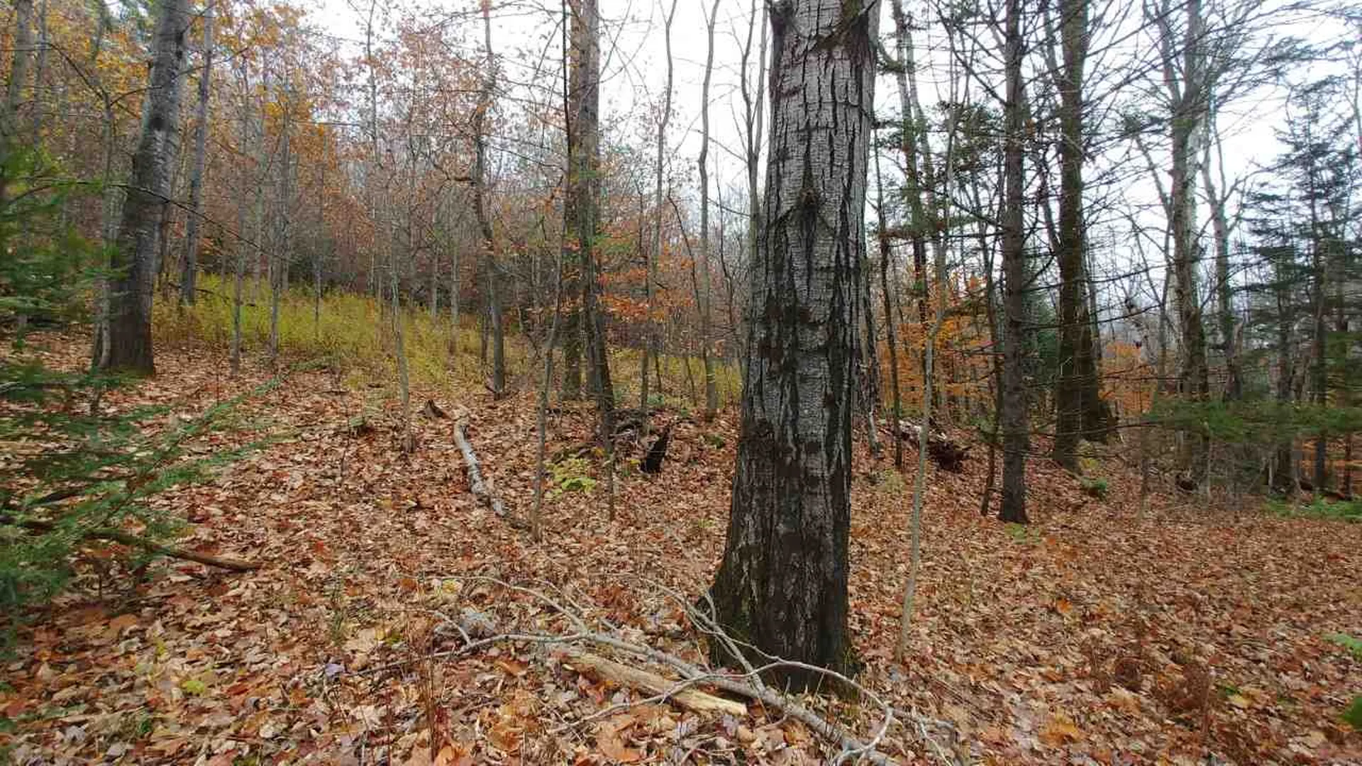 0 Taylor Road Roxbury VT 05663