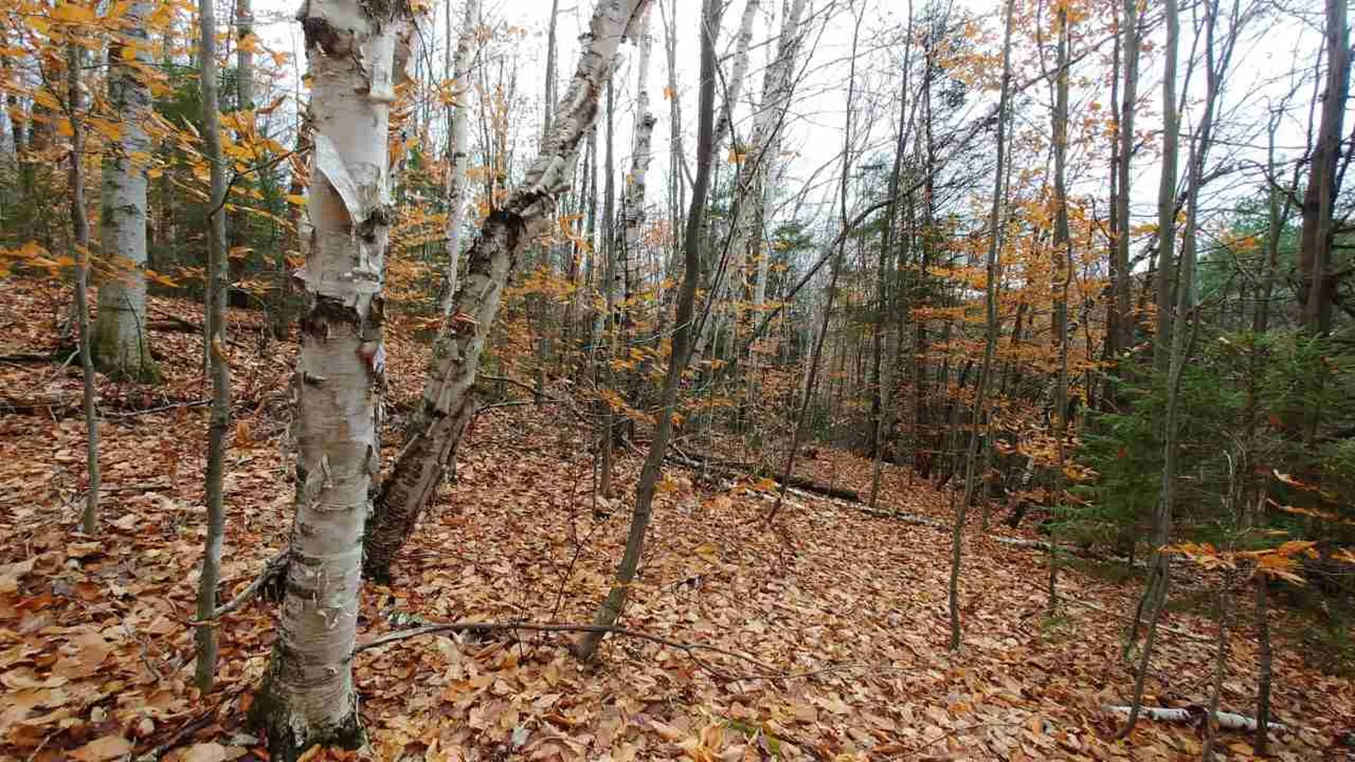0 Taylor Road Roxbury VT 05663