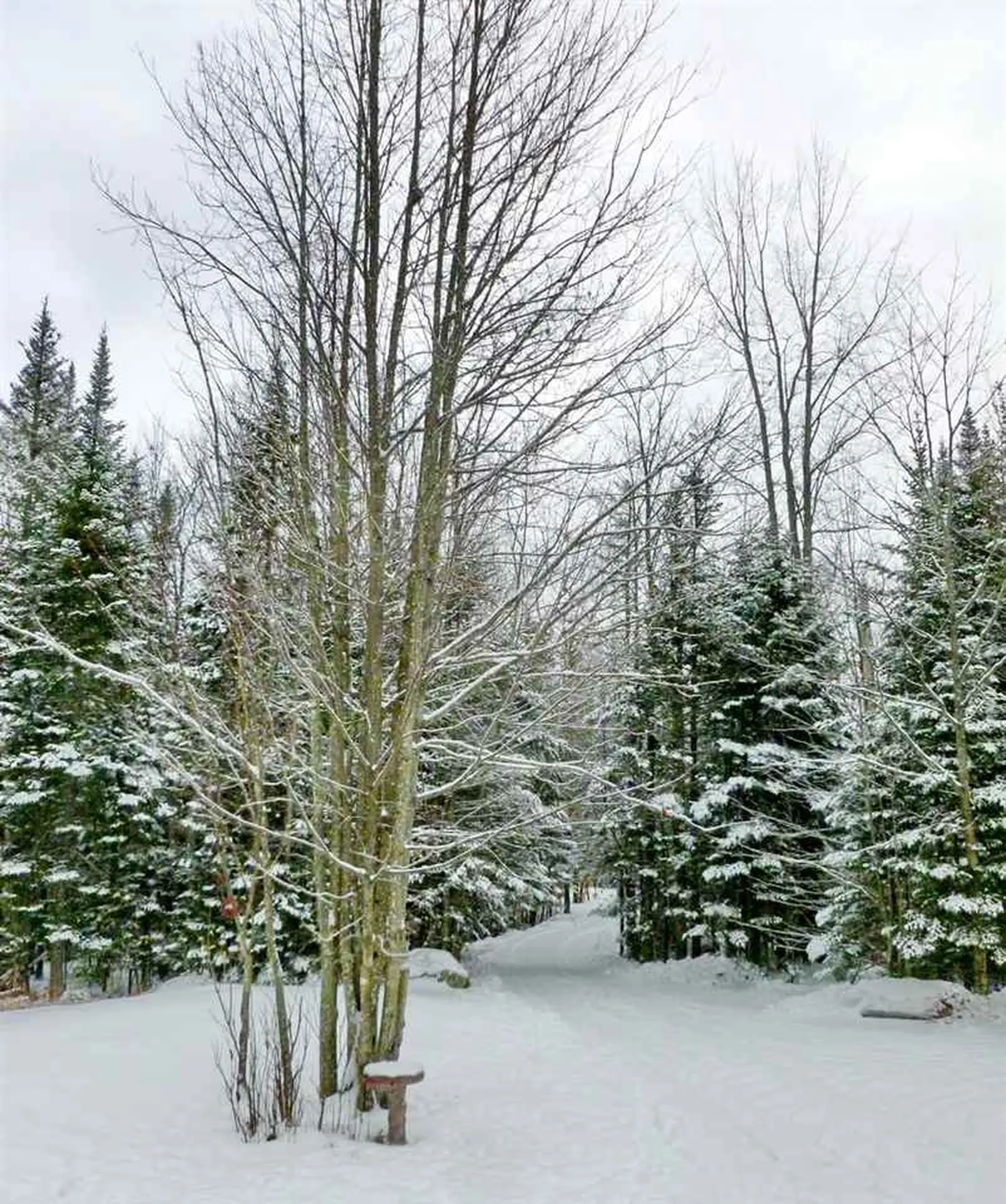 438 Toad Hill Road Franconia NH 03580