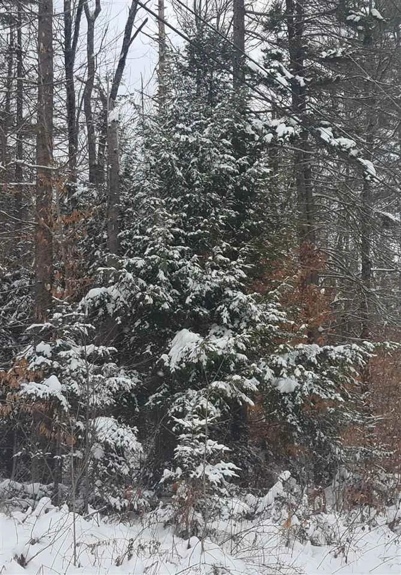 00 Highland View Road Weston VT 05161