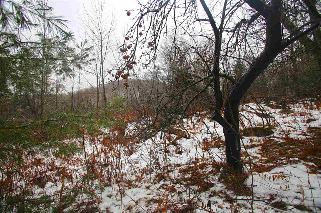 3653 Woodchuck Hollow Road Washington VT 05675