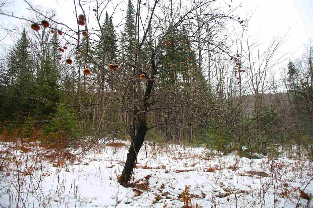 3653 Woodchuck Hollow Road Washington VT 05675