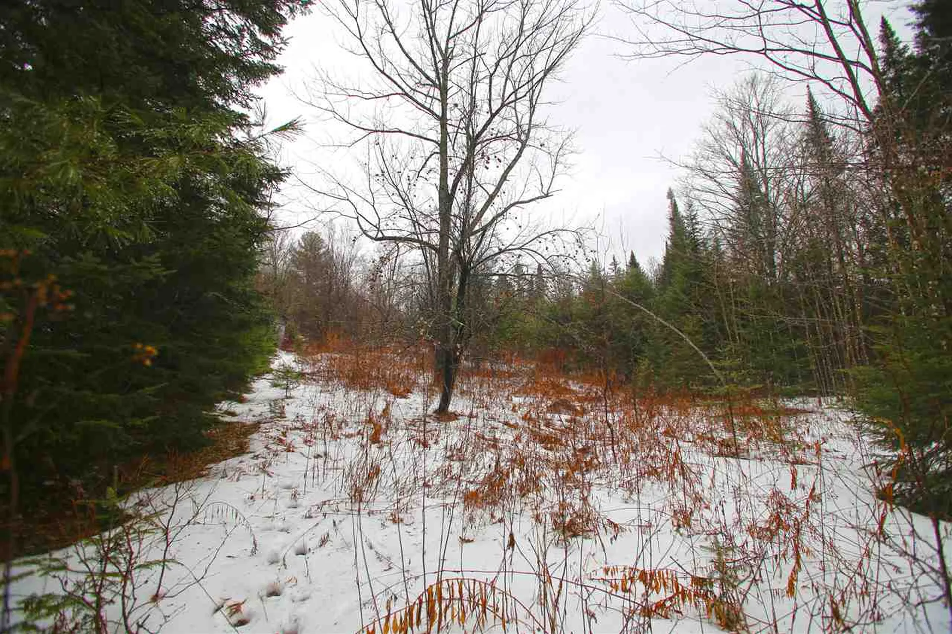 3653 Woodchuck Hollow Road Washington VT 05675