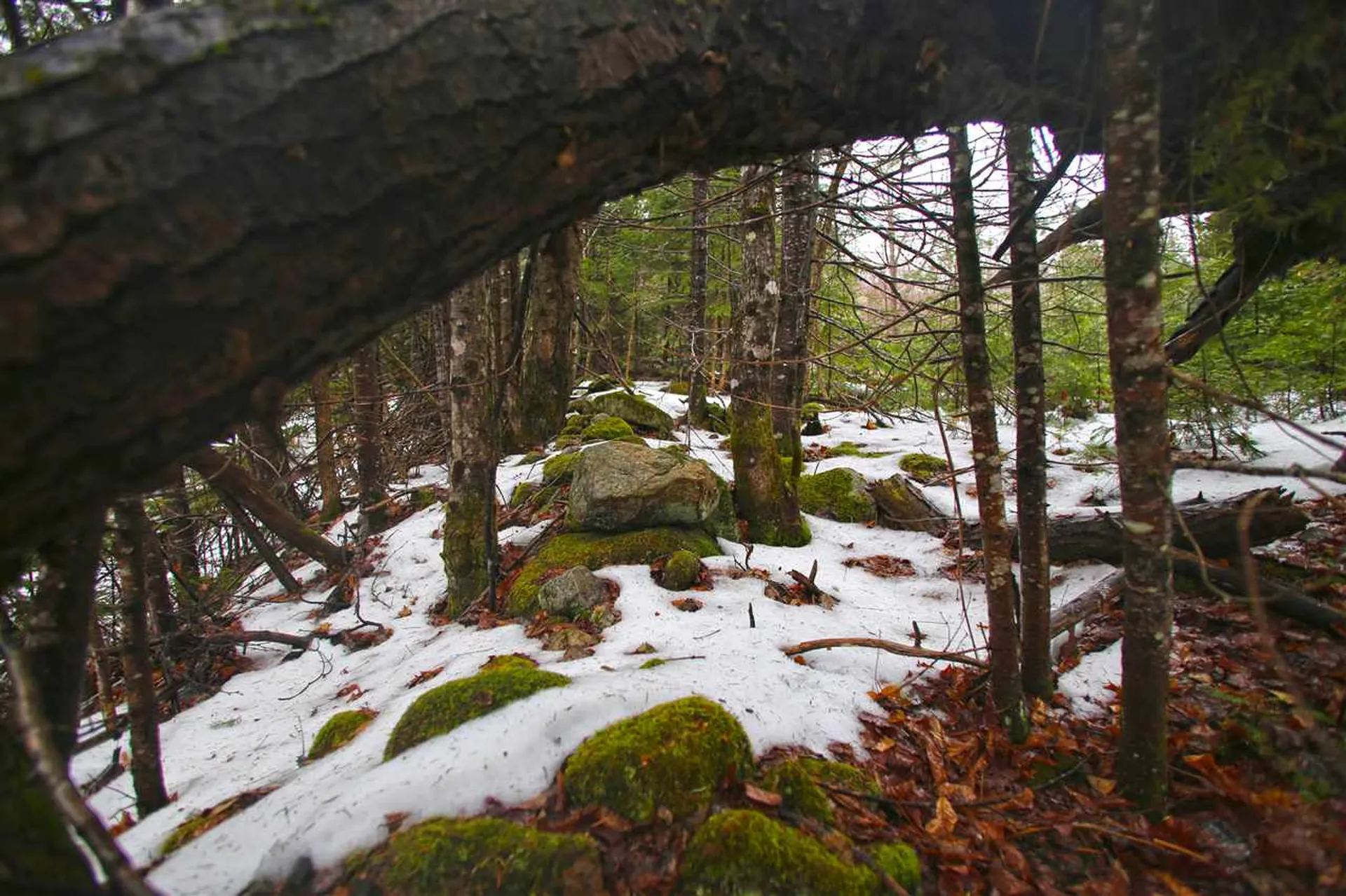 3653 Woodchuck Hollow Road Washington VT 05675