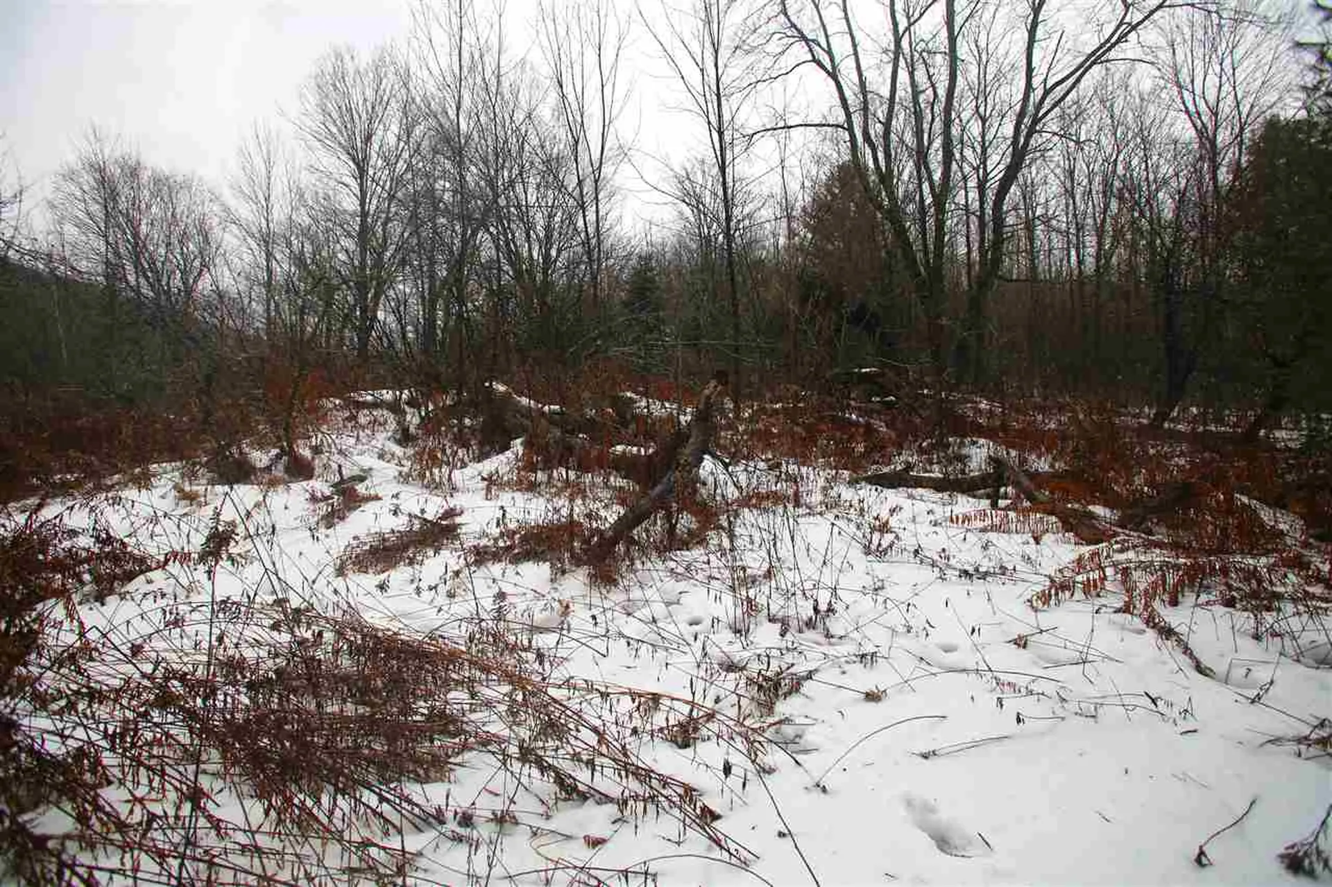 3653 Woodchuck Hollow Road Washington VT 05675