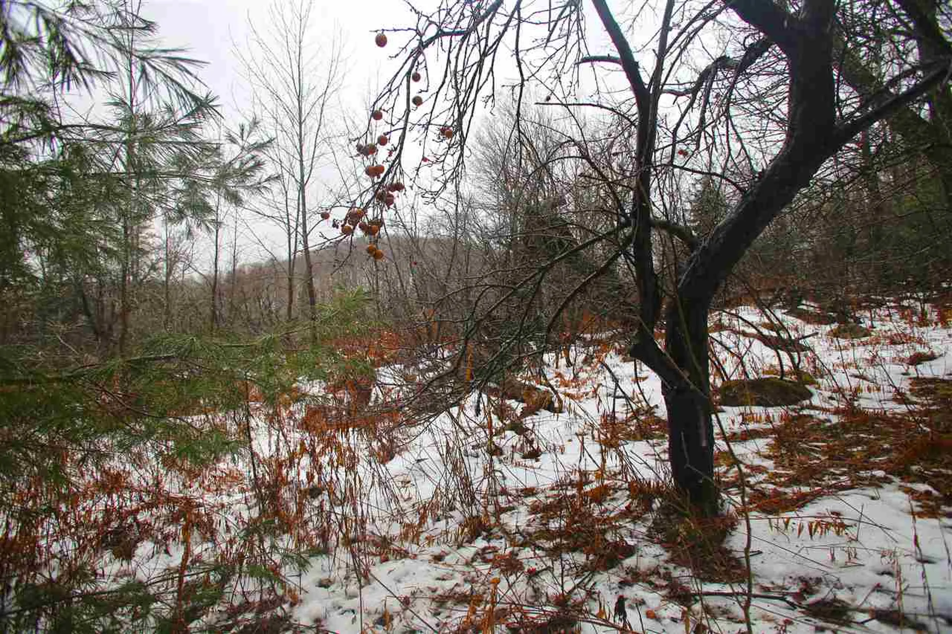 3653 Woodchuck Hollow Road Washington VT 05675