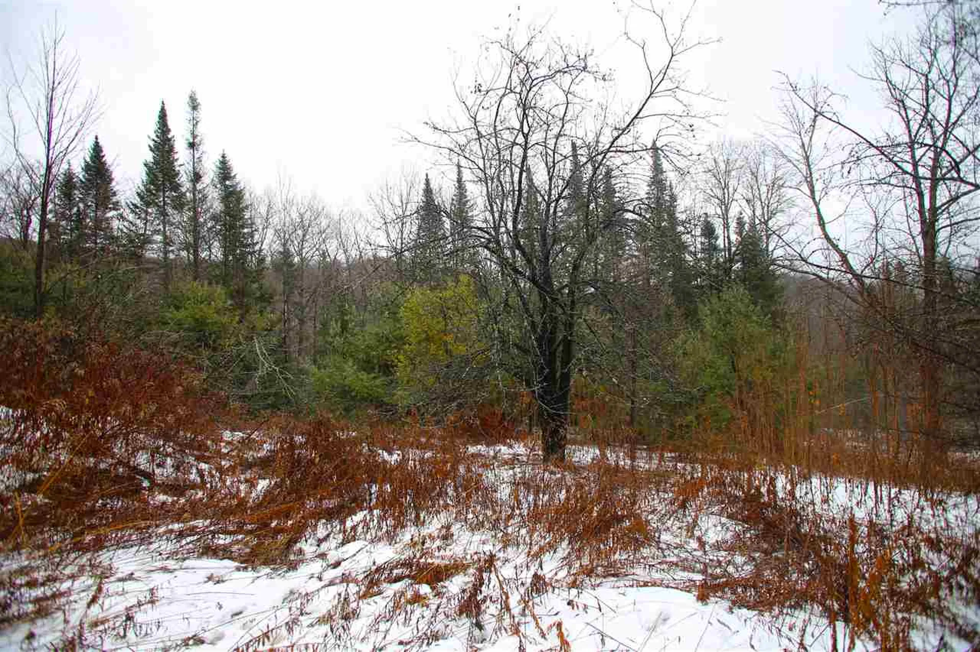 3653 Woodchuck Hollow Road Washington VT 05675