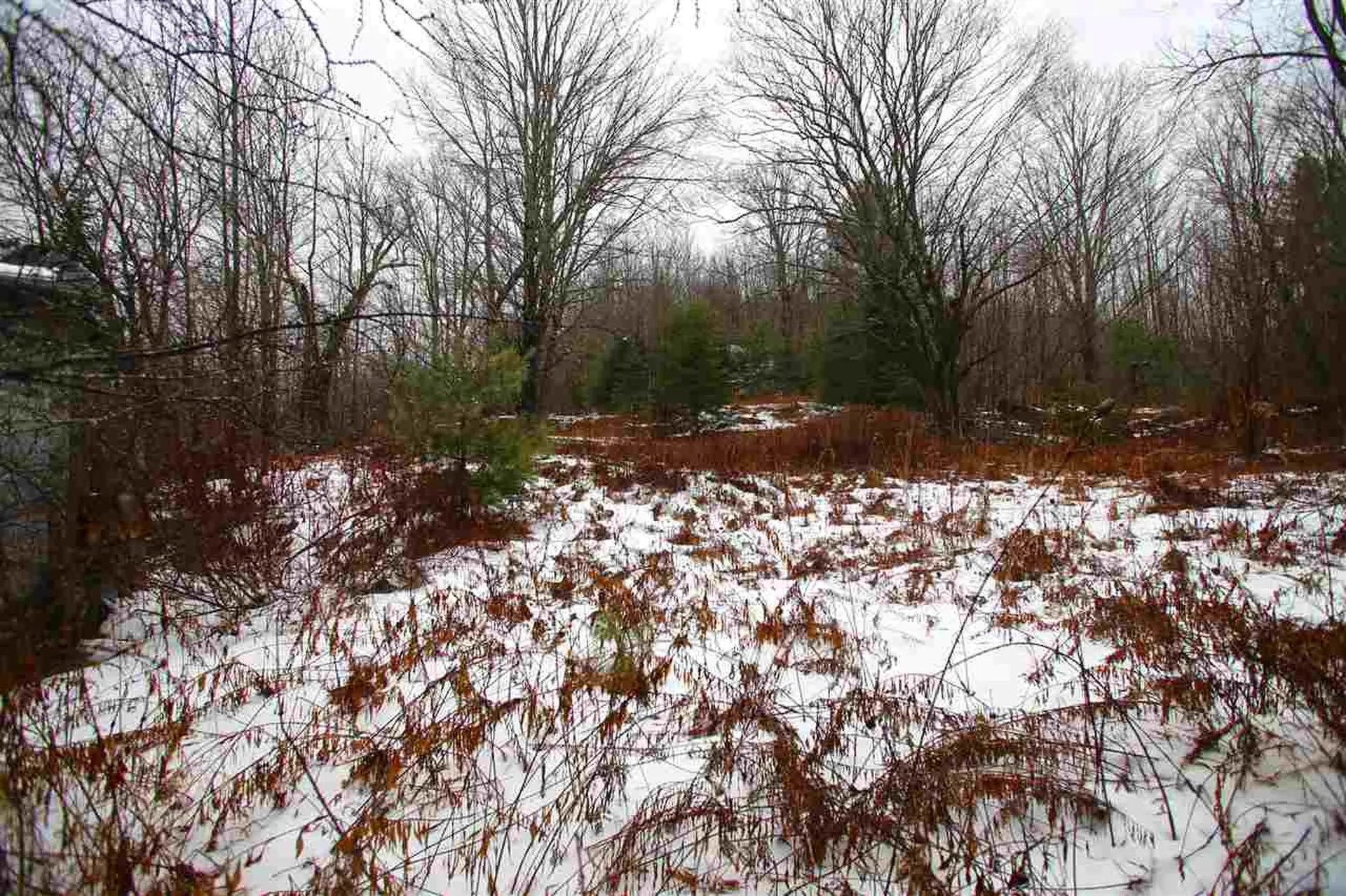 3653 Woodchuck Hollow Road Washington VT 05675