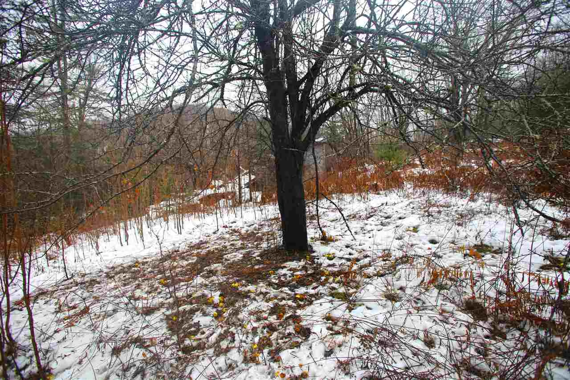3653 Woodchuck Hollow Road Washington VT 05675