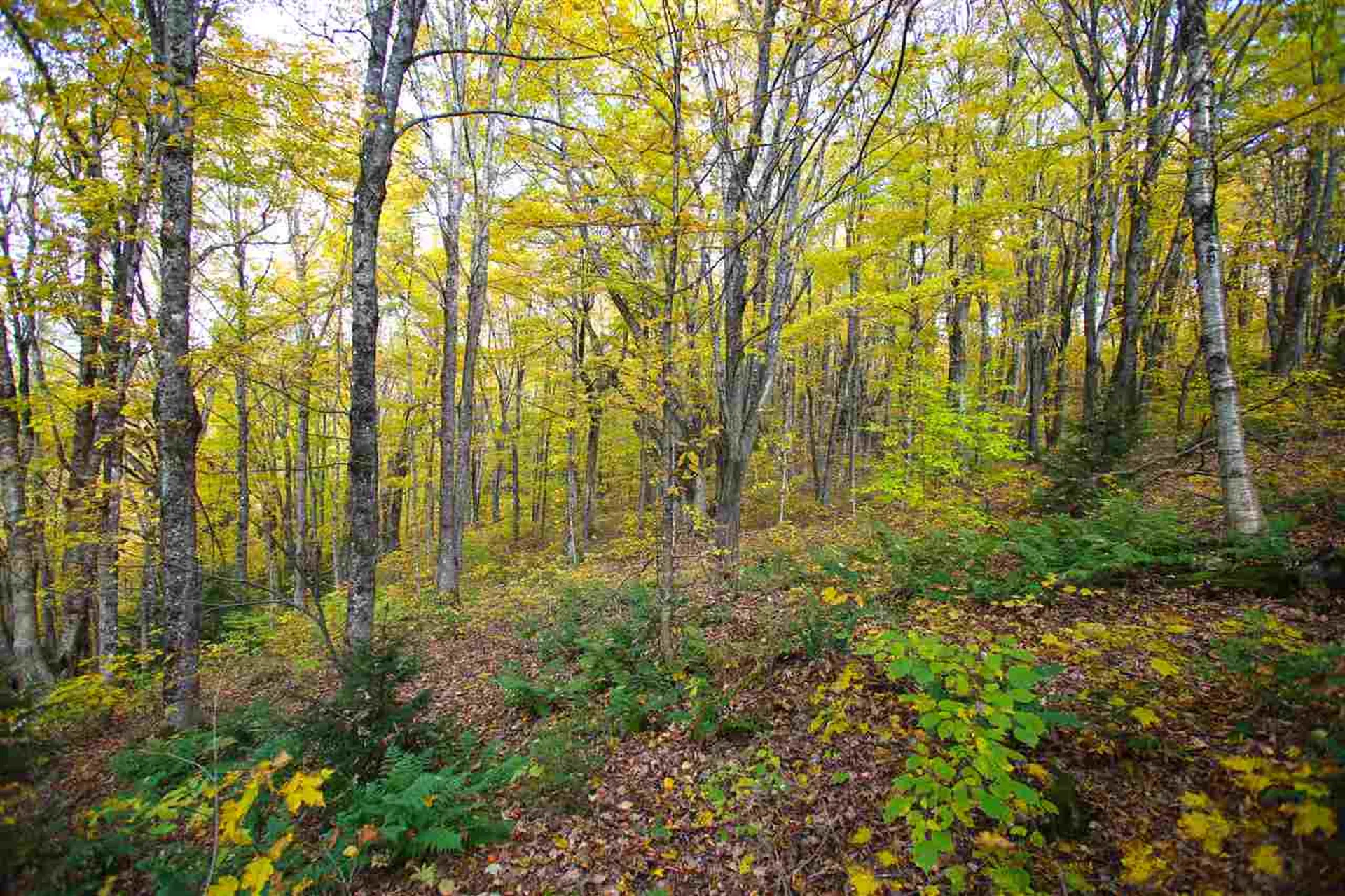 400 Old Town Highway 25 Road Orange VT 05641