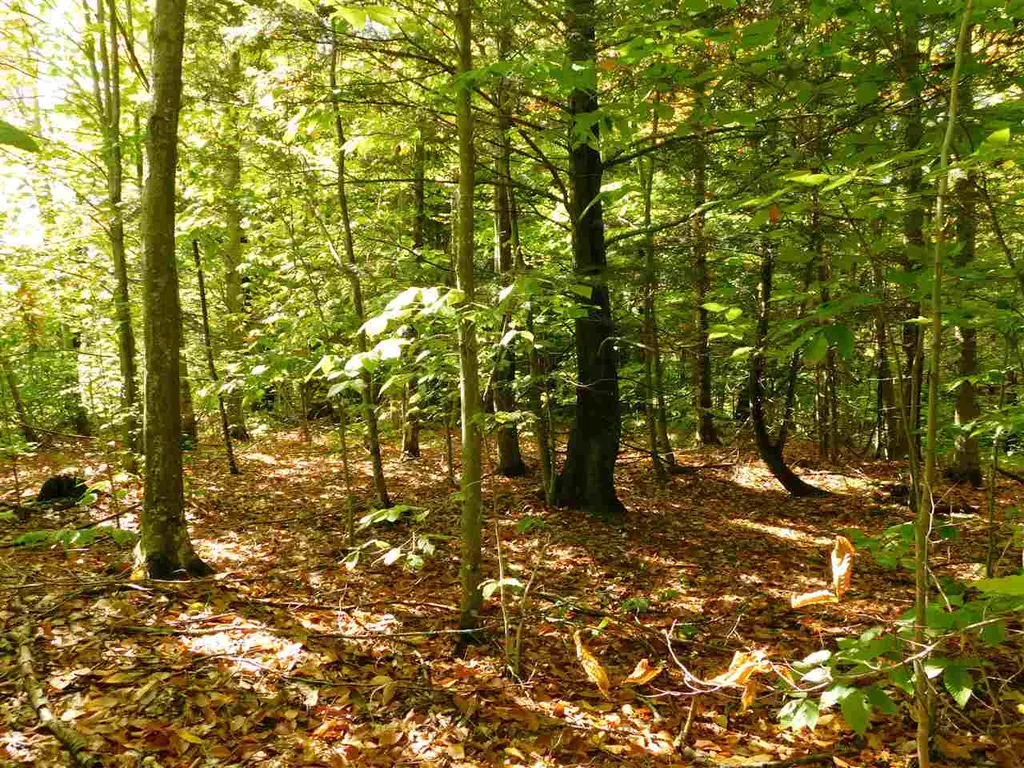 345 Stephenson Road Irasburg VT 05845