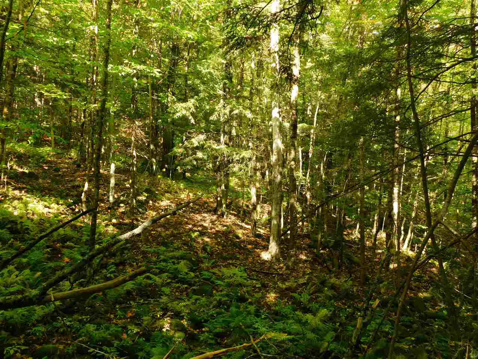 345 Stephenson Road Irasburg VT 05845