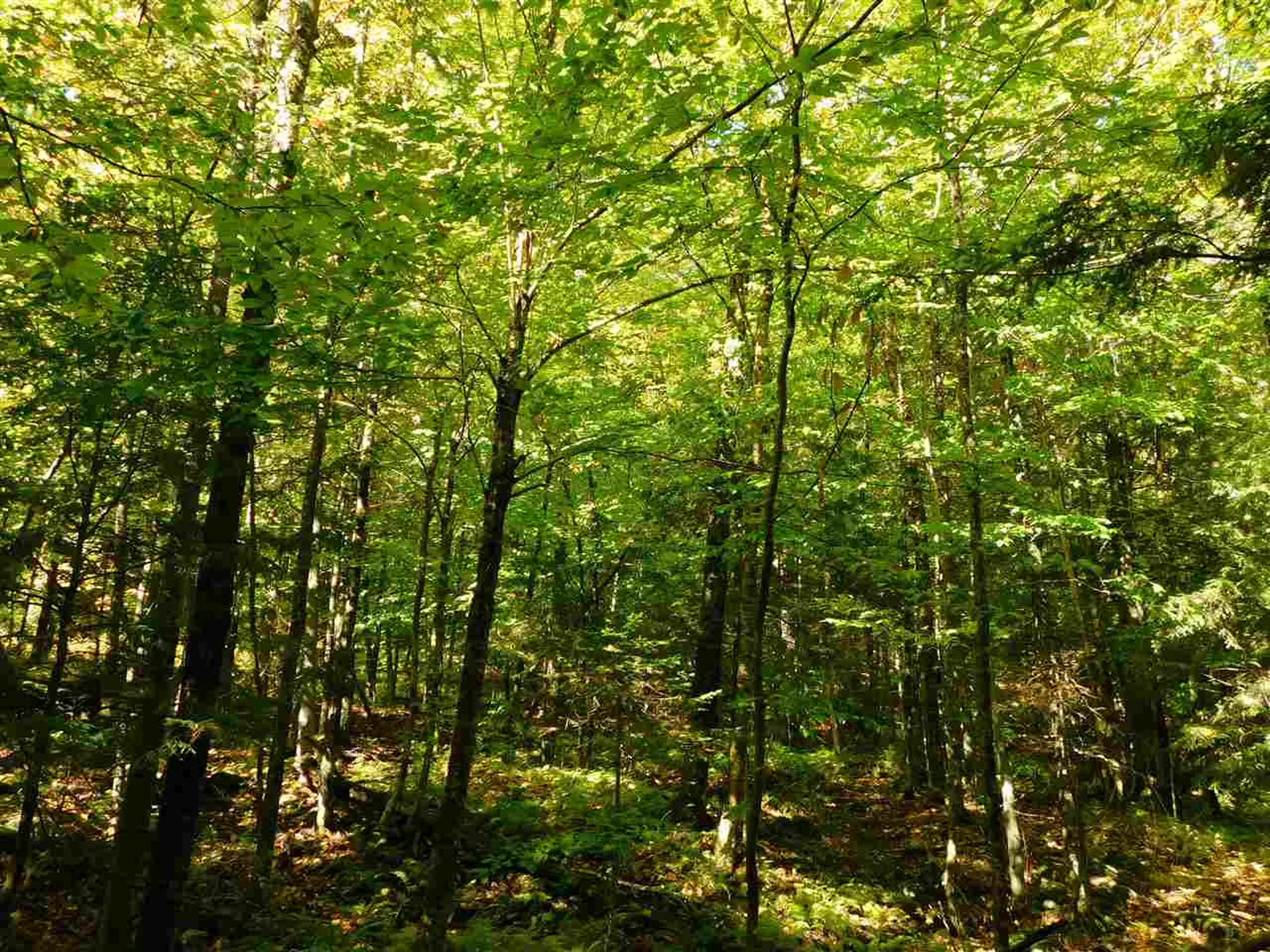 345 Stephenson Road Irasburg VT 05845