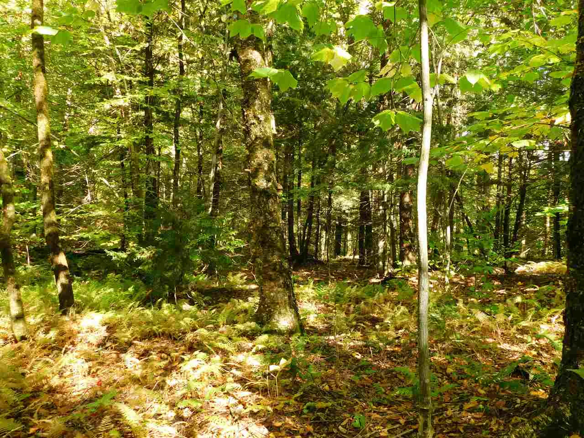 345 Stephenson Road Irasburg VT 05845