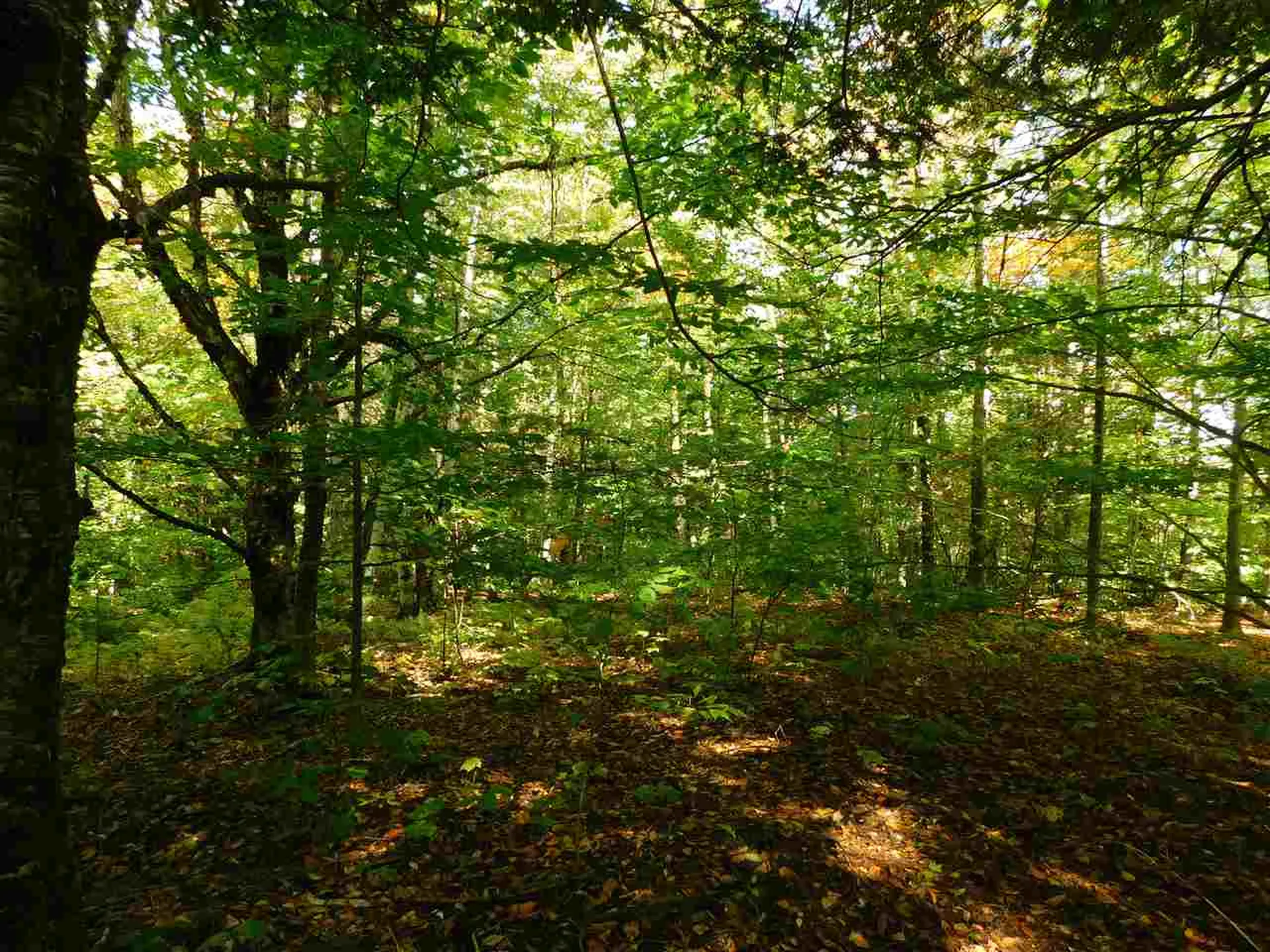 345 Stephenson Road Irasburg VT 05845
