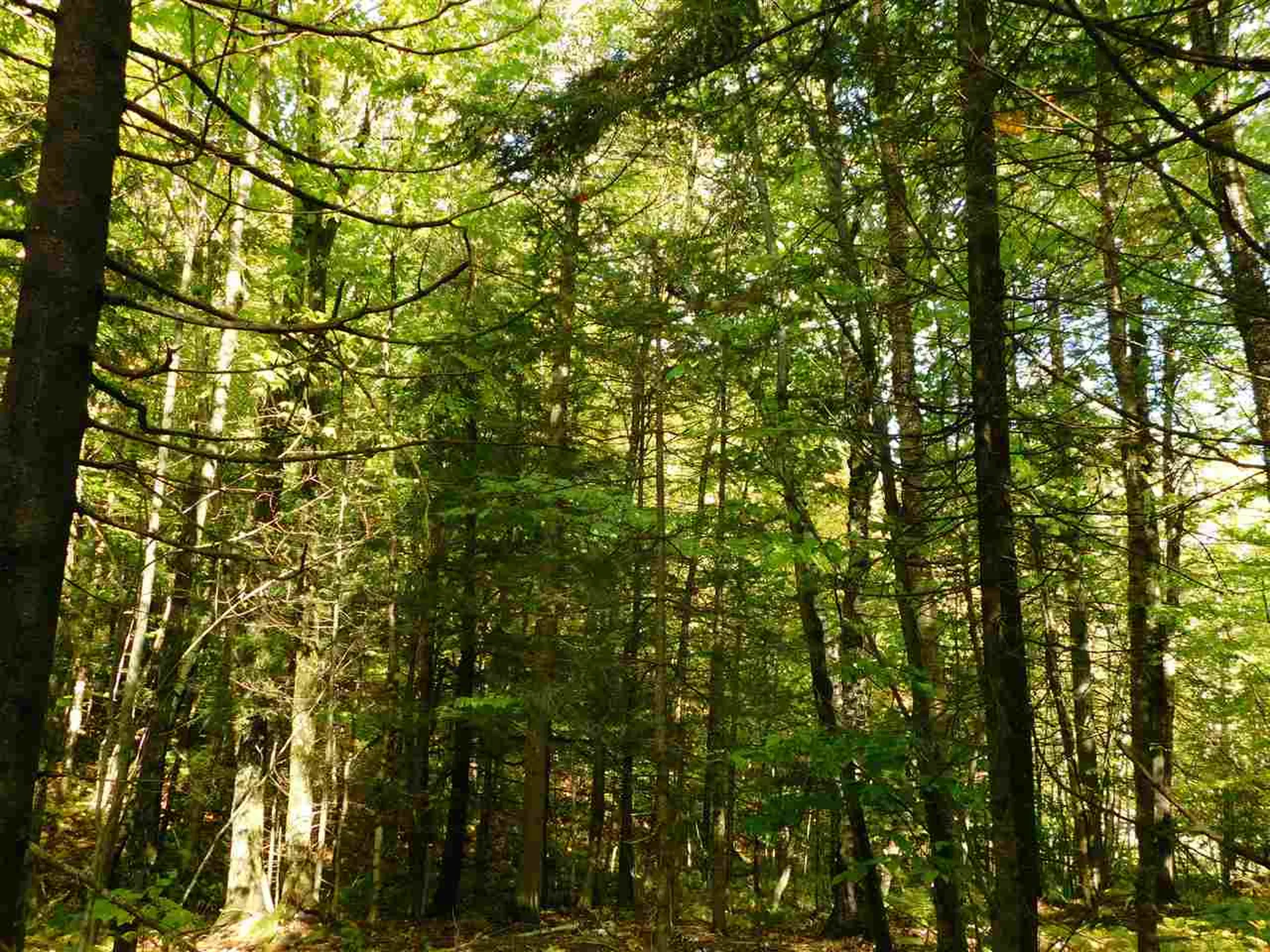 345 Stephenson Road Irasburg VT 05845
