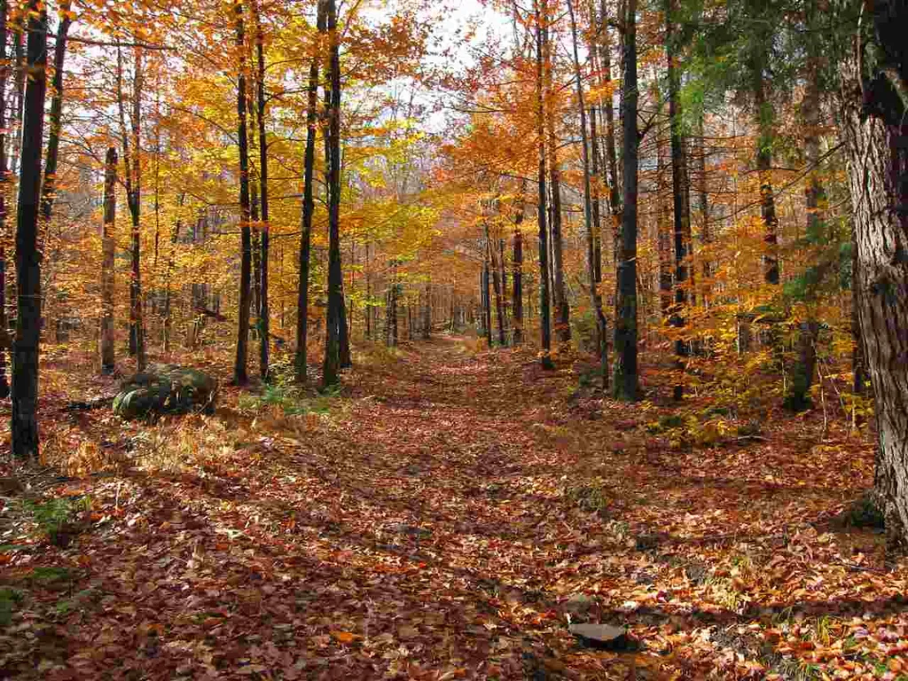 1880 Curtis Hollow Road Woodstock VT 05091