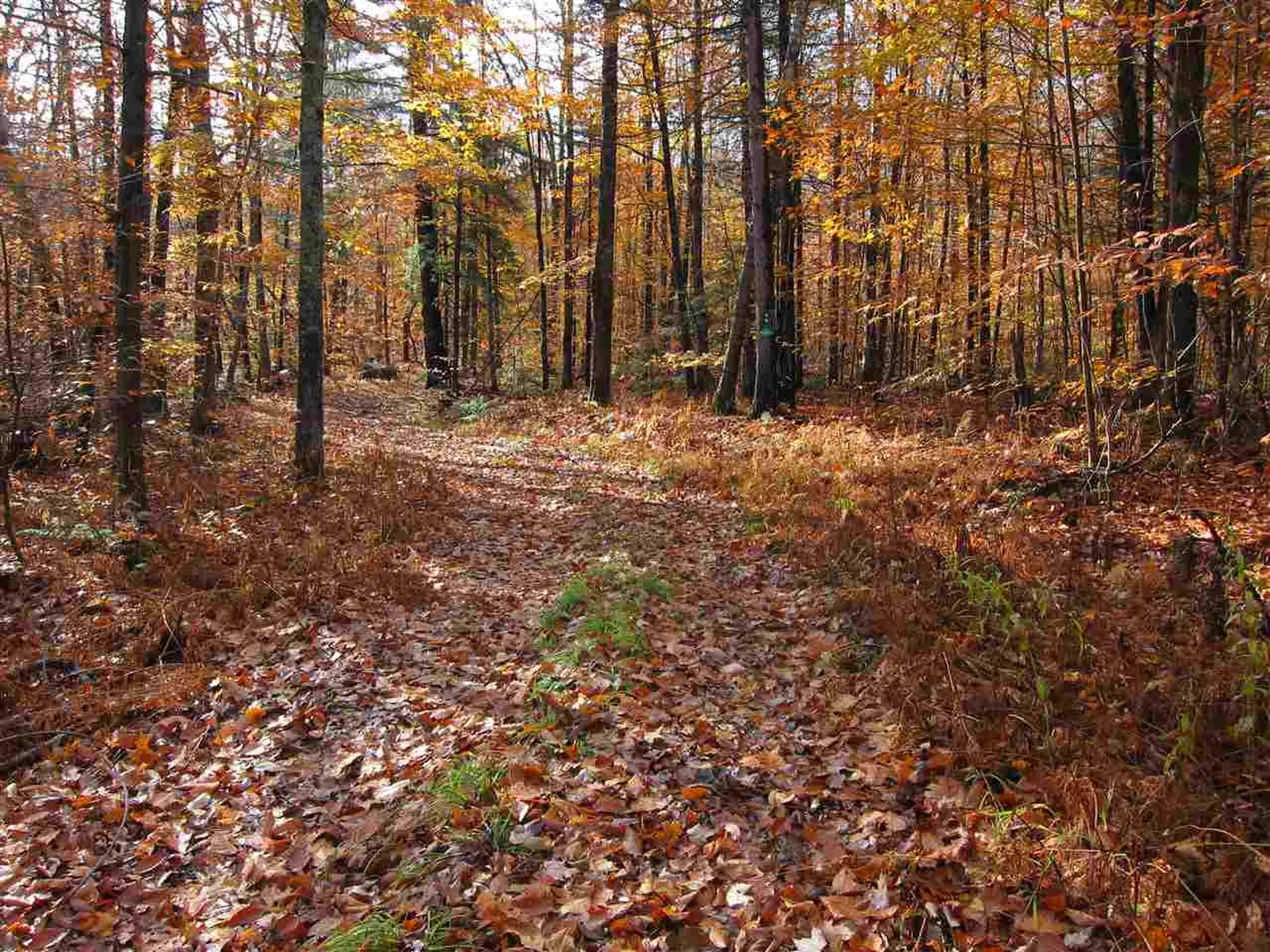 1880 Curtis Hollow Road Woodstock VT 05091