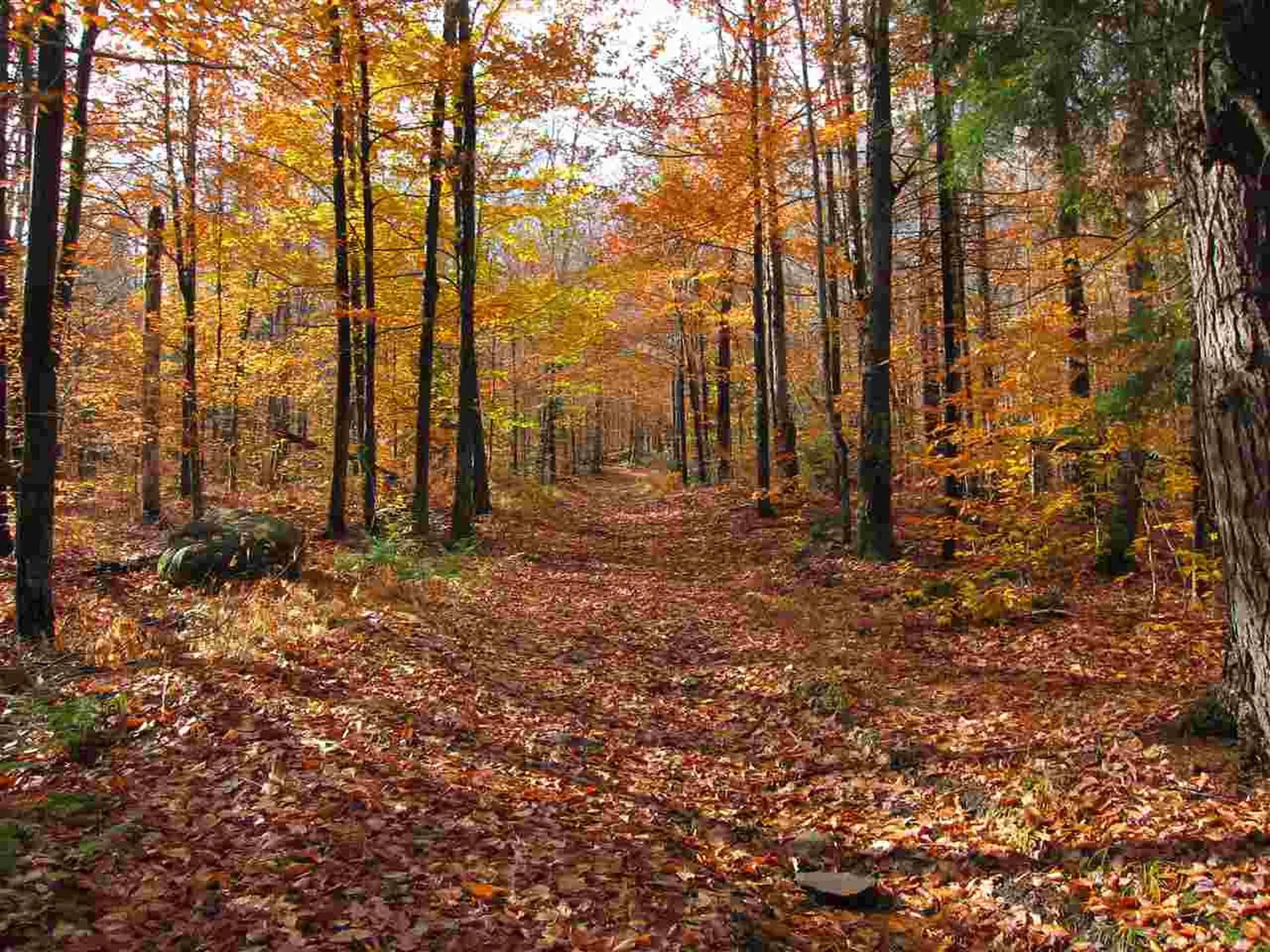 1880 Curtis Hollow Road Woodstock VT 05091