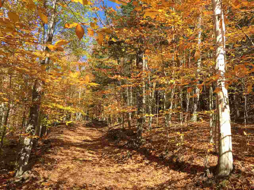 4 Stocklas Road Strafford VT 05072