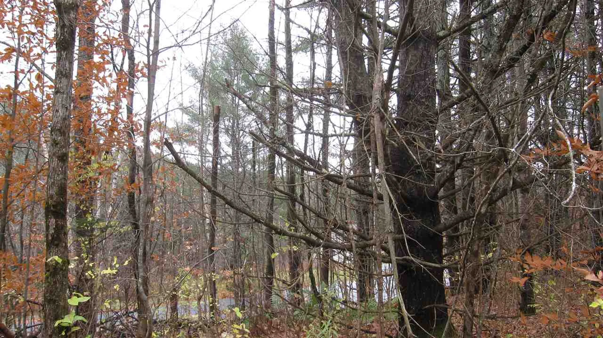 0 Minard Hill Road Groton VT 05046