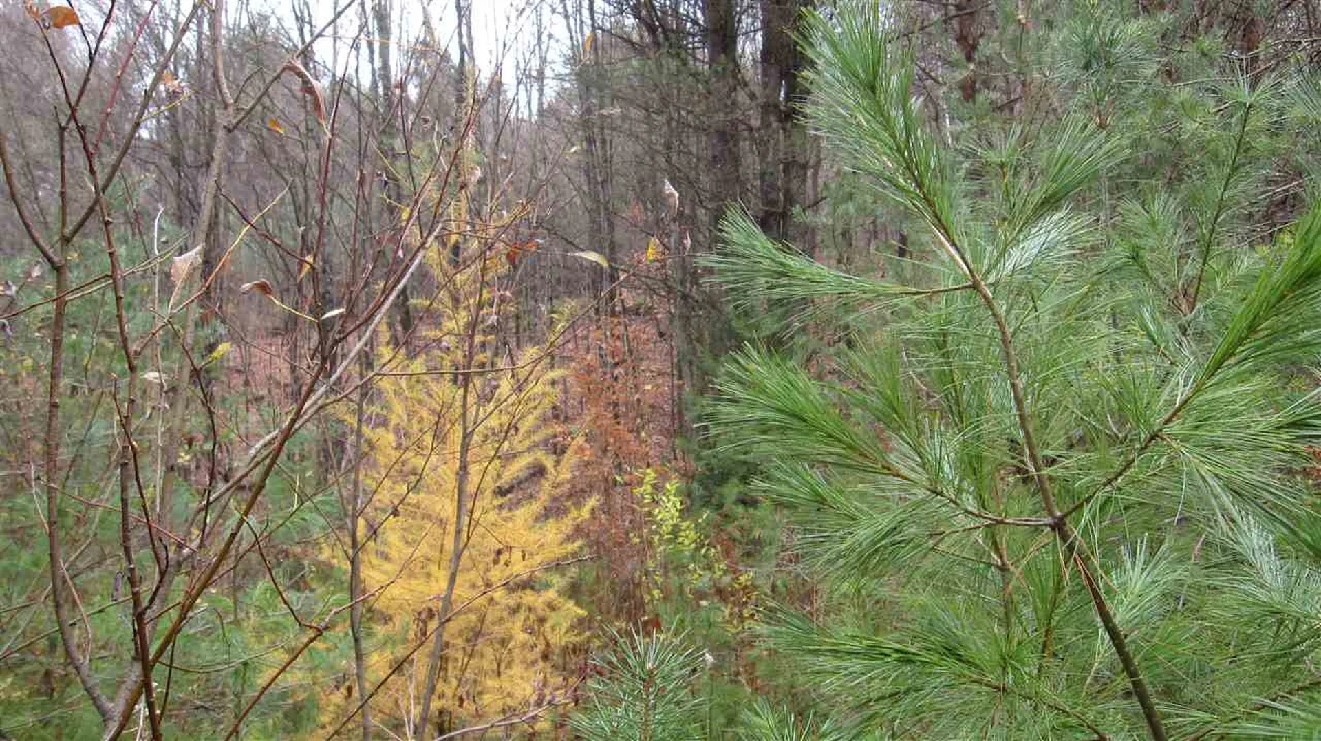 0 Minard Hill Road Groton VT 05046