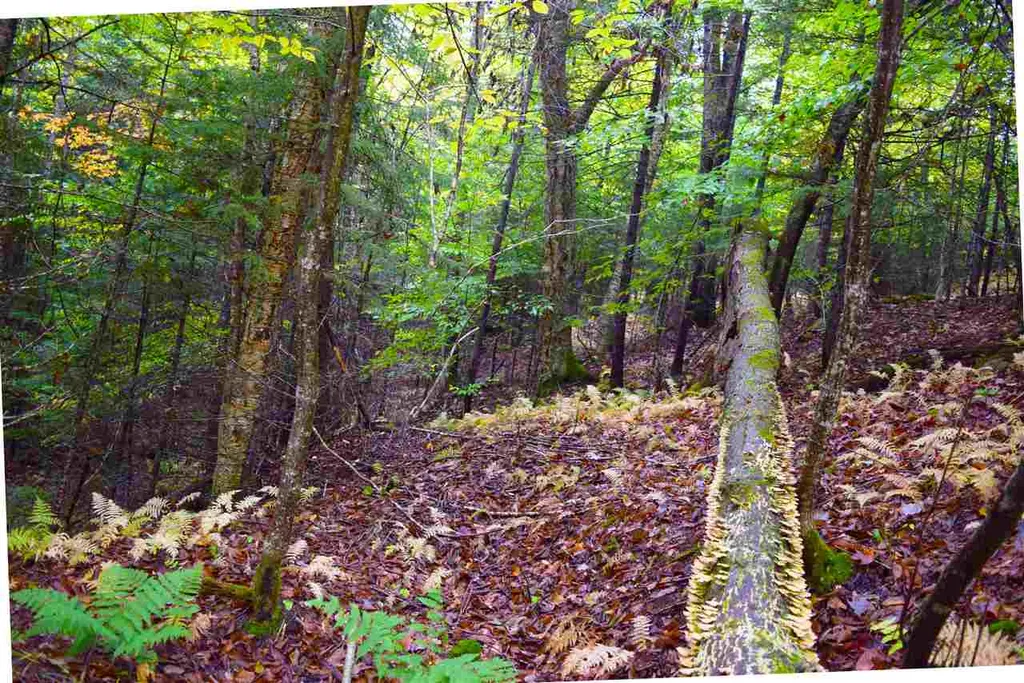 207 West Hill Road Worcester VT 05682