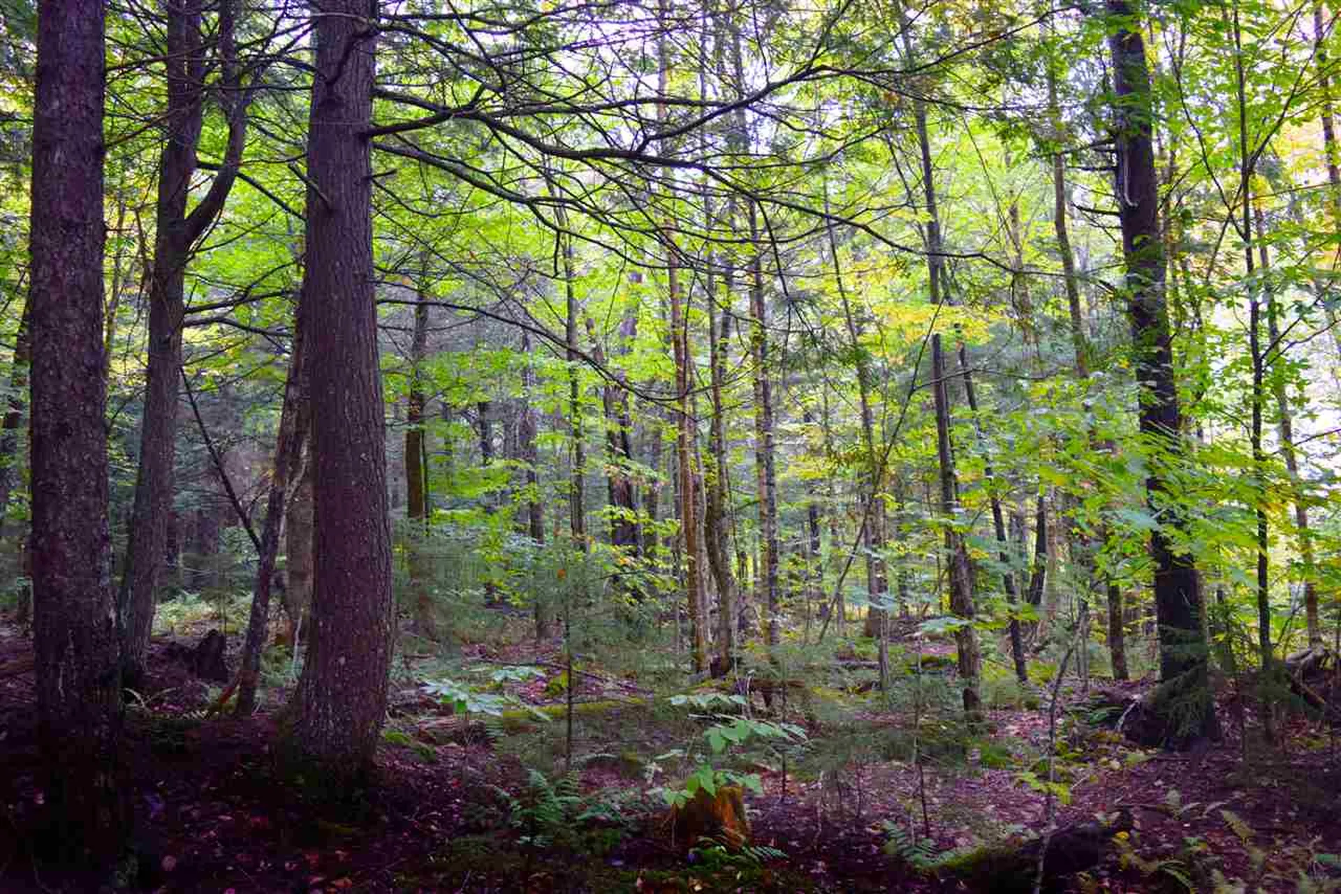 207 West Hill Road Worcester VT 05682