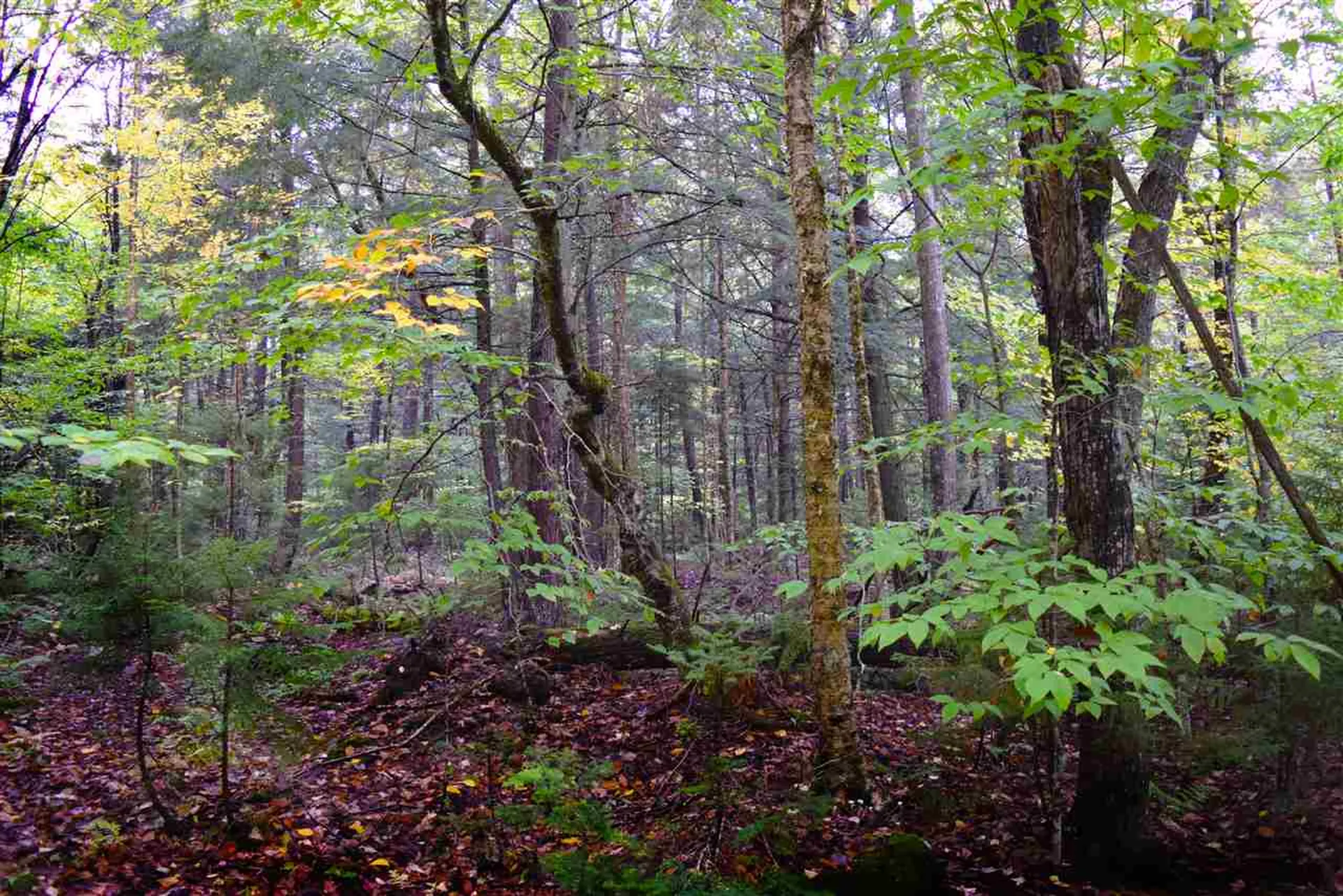 207 West Hill Road Worcester VT 05682