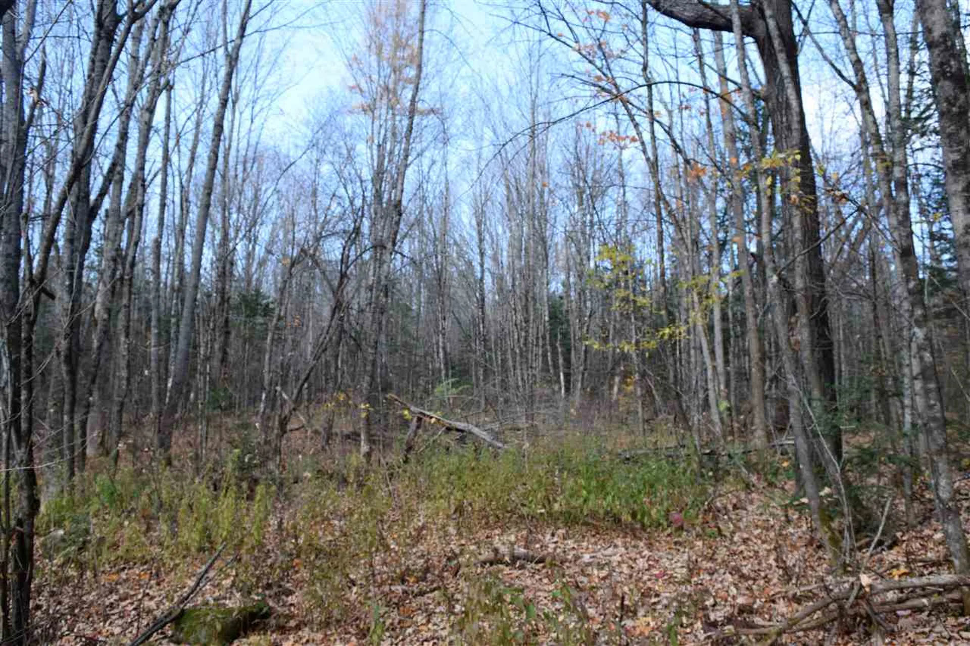 Lot 17.3 Tobyne Road Lunenburg VT 05906