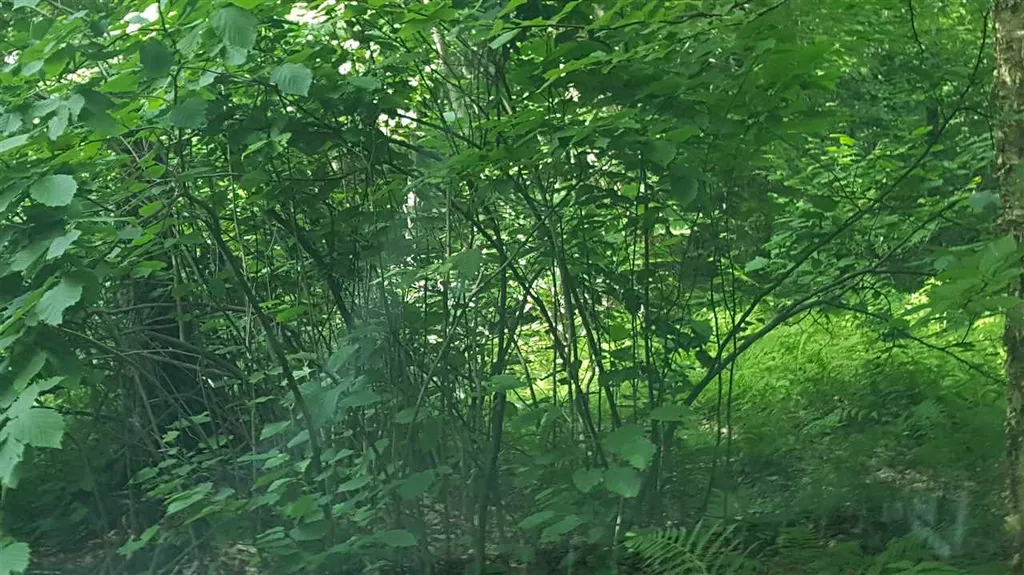Goshen Road Ripton VT 05766