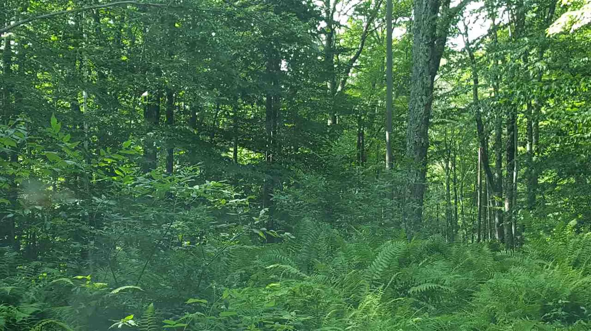 Goshen Road Ripton VT 05766