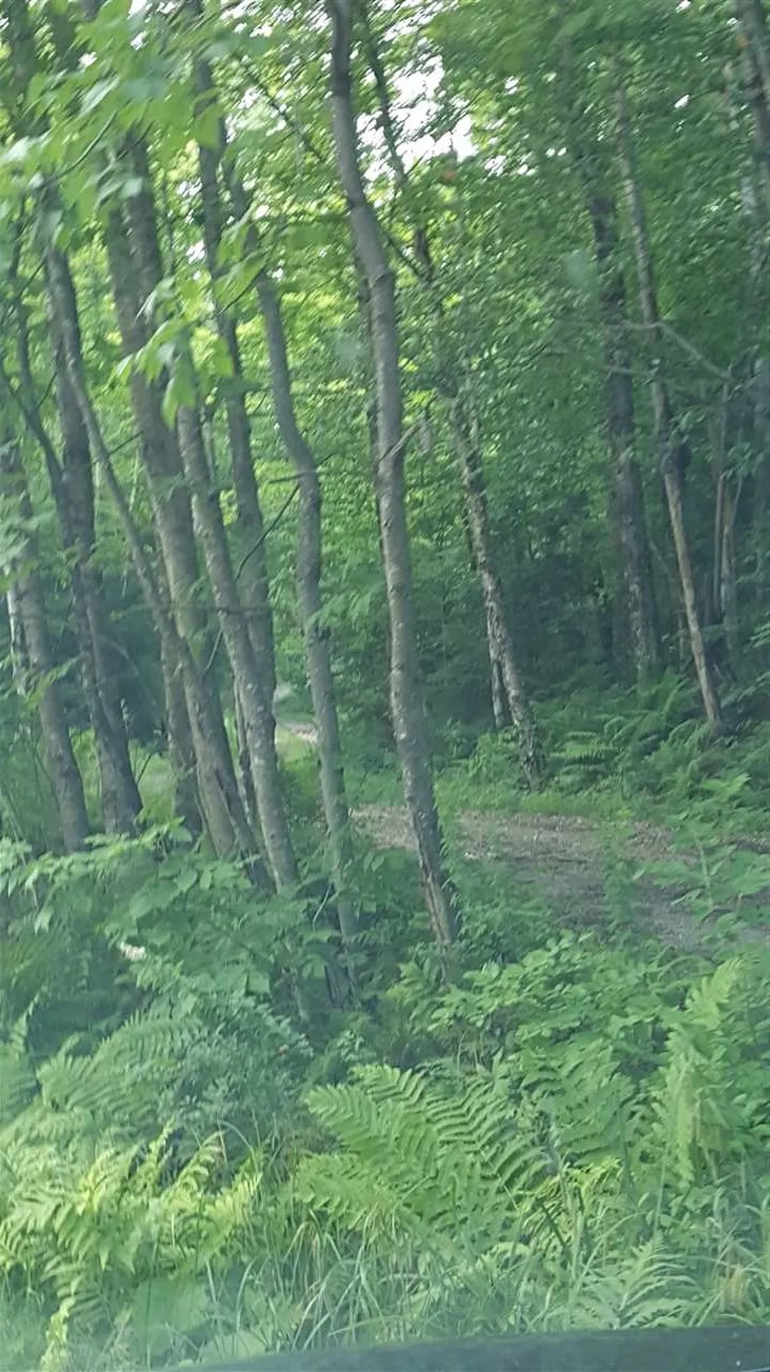 Goshen Road Ripton VT 05766