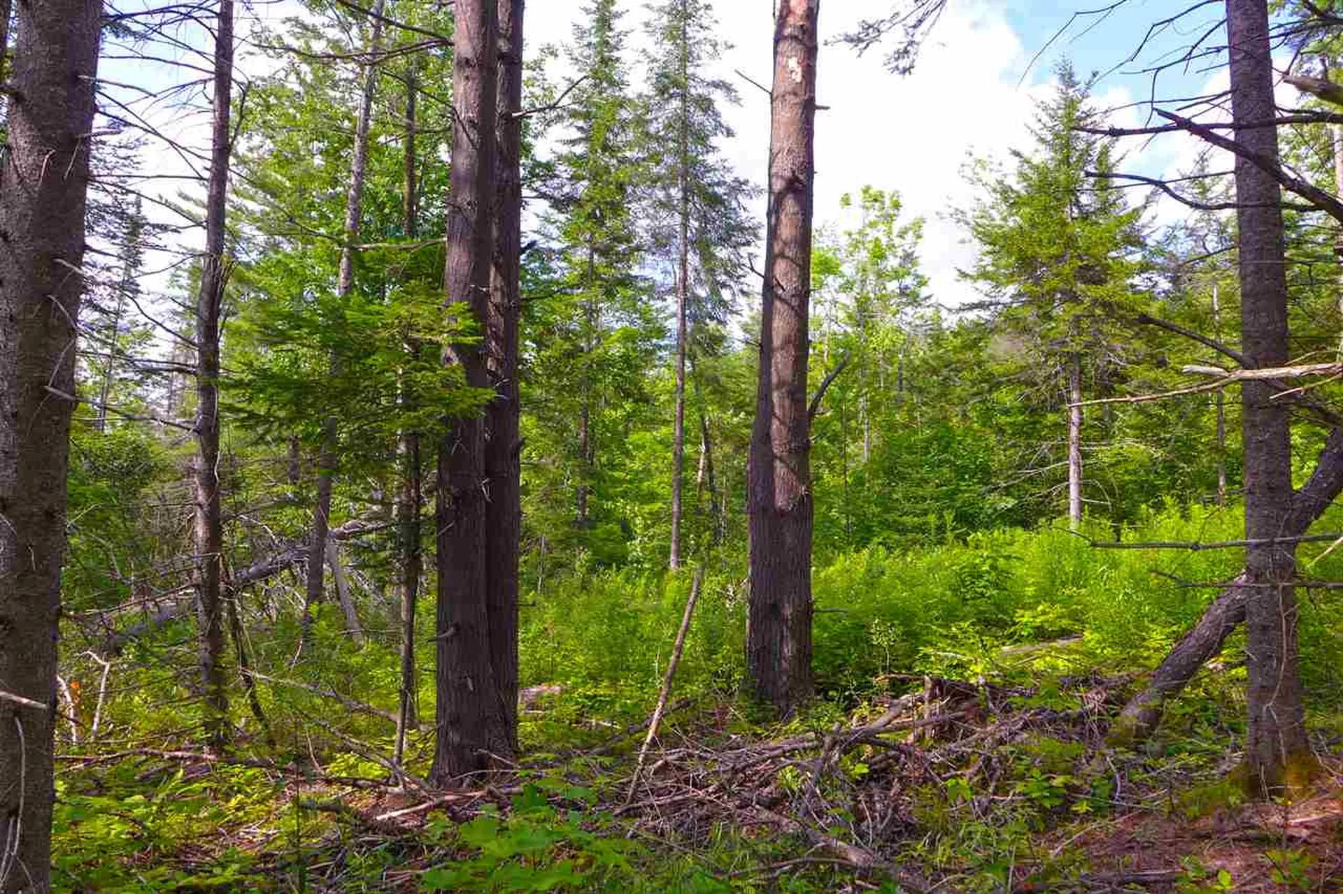 2502 Notch Road Orange VT 05086