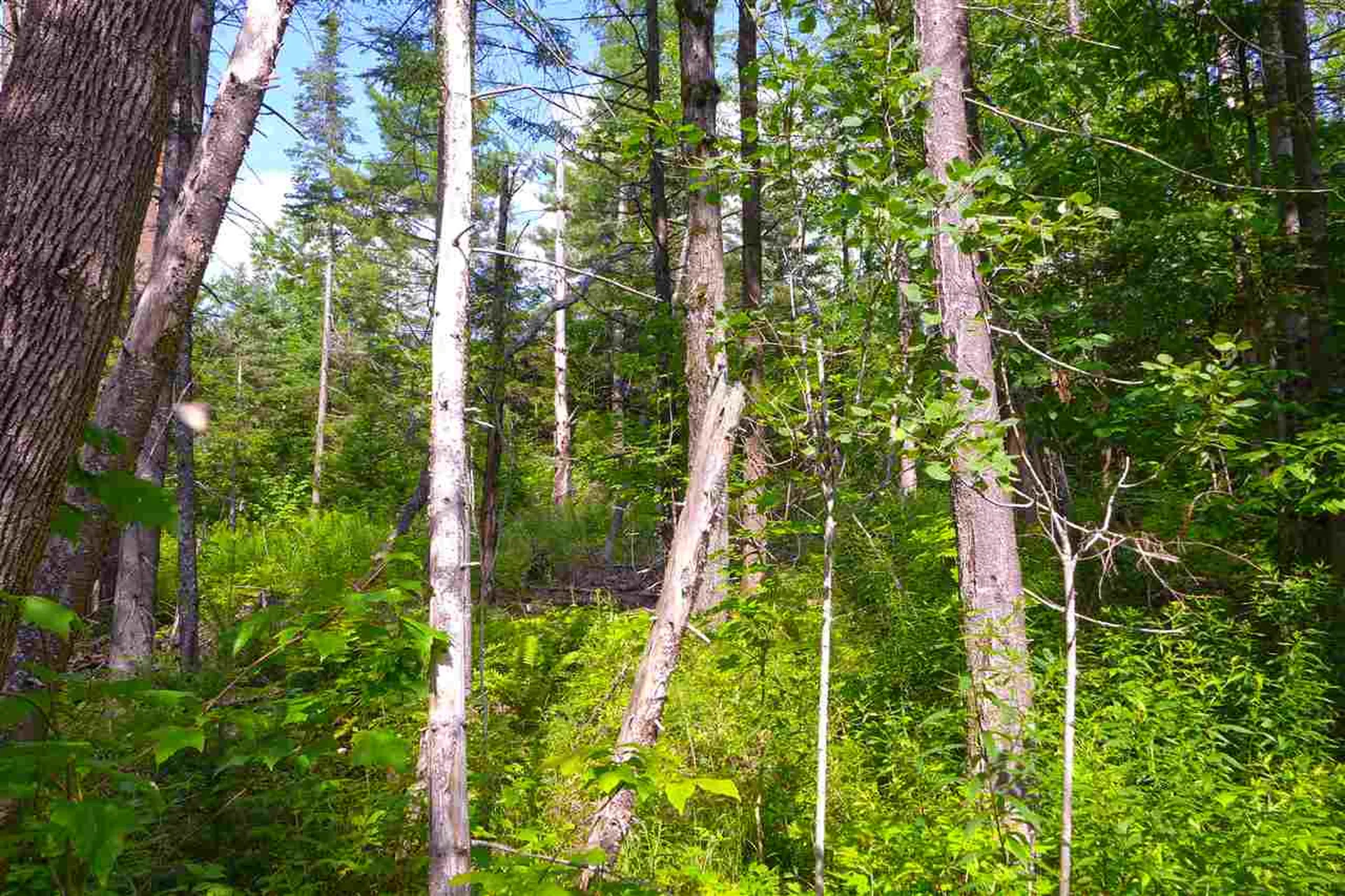 2502 Notch Road Orange VT 05086