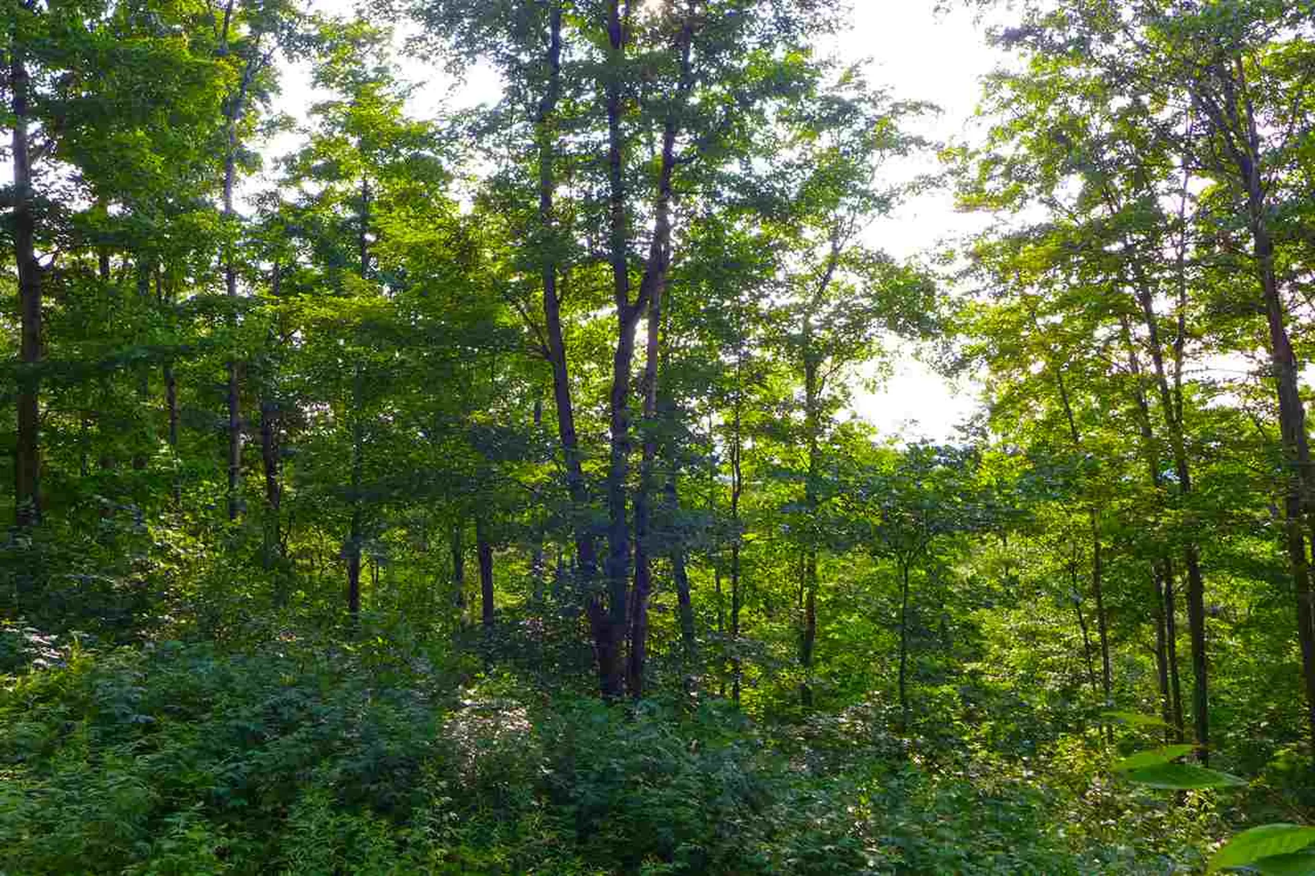 2502 Notch Road Orange VT 05086