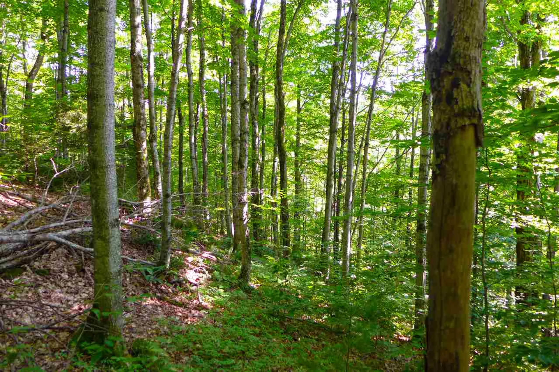2502 Notch Road Orange VT 05086