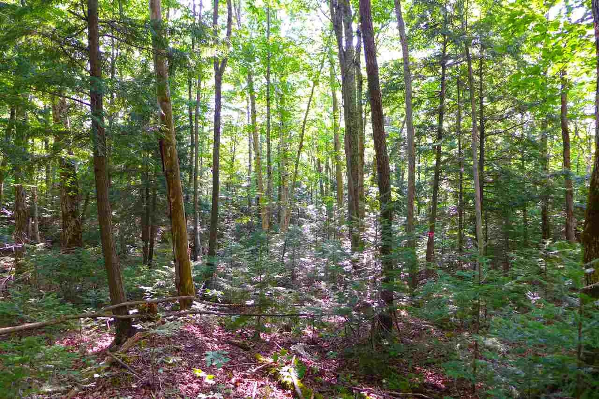 2502 Notch Road Orange VT 05086