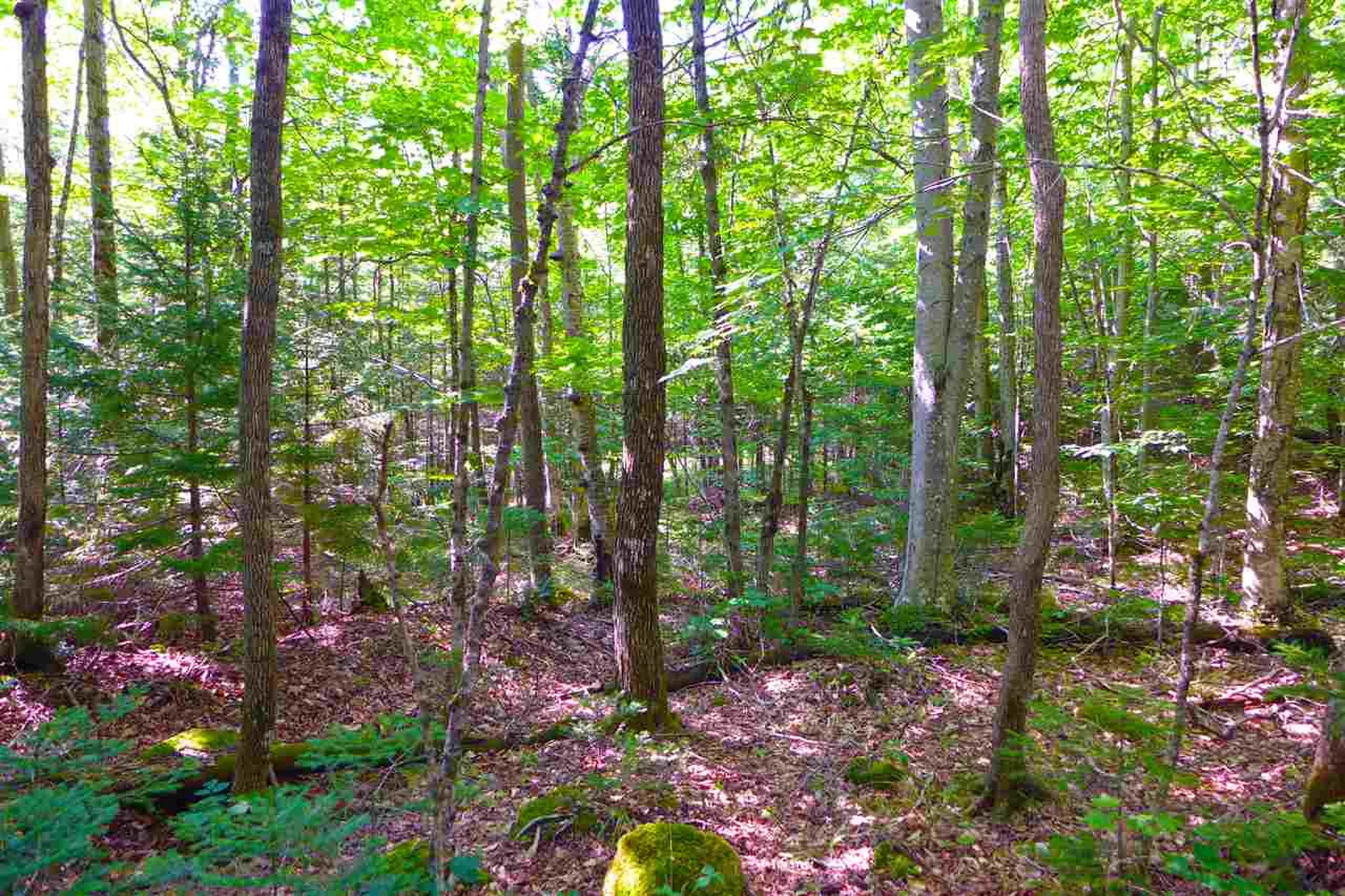 2502 Notch Road Orange VT 05086