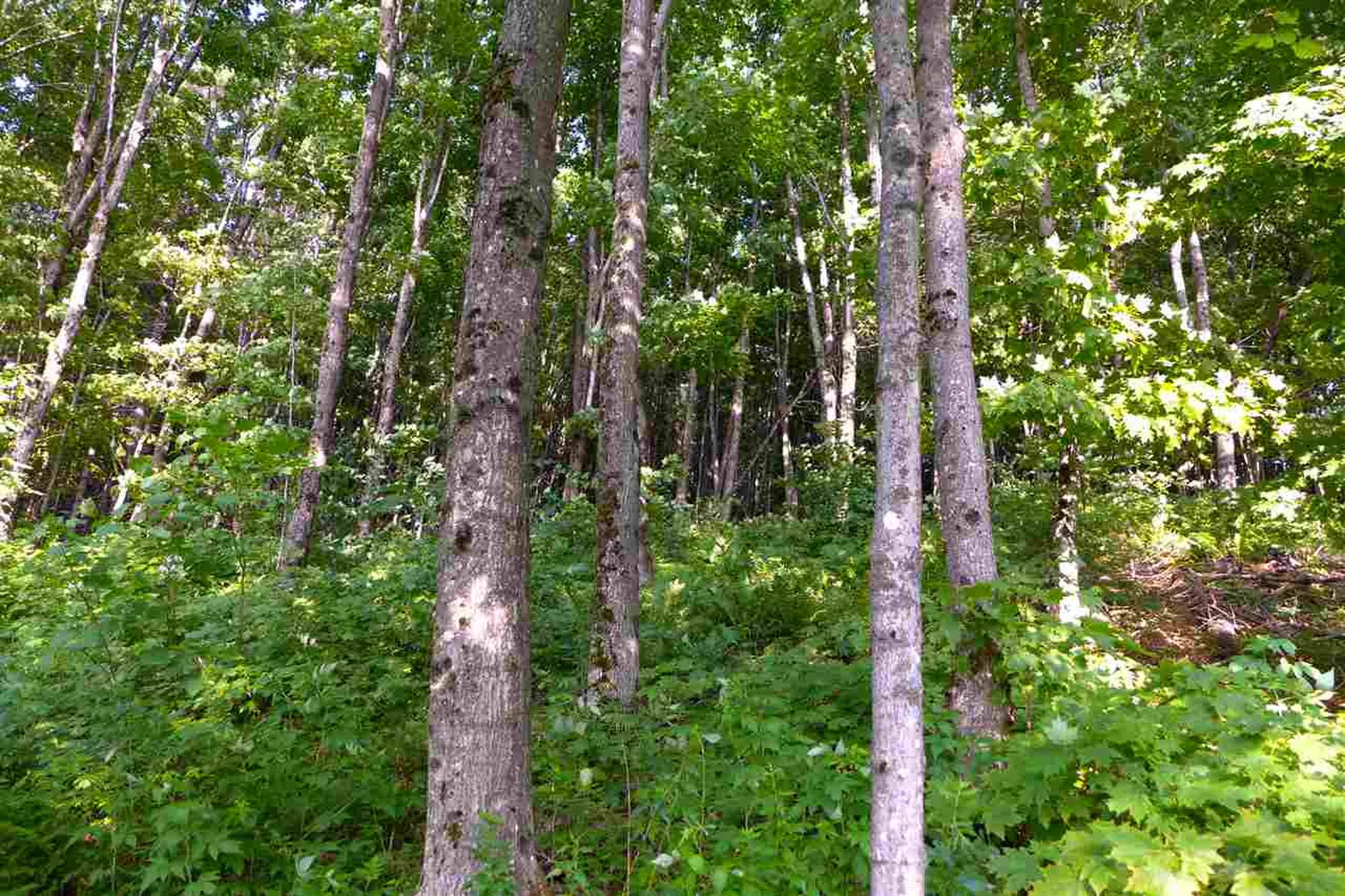 2502 Notch Road Orange VT 05086