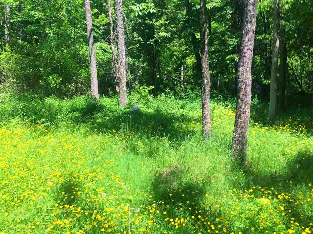 325 Lower Hollow Road Dorset VT 05251