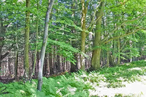 435 South Mendon Road Mendon VT 05701