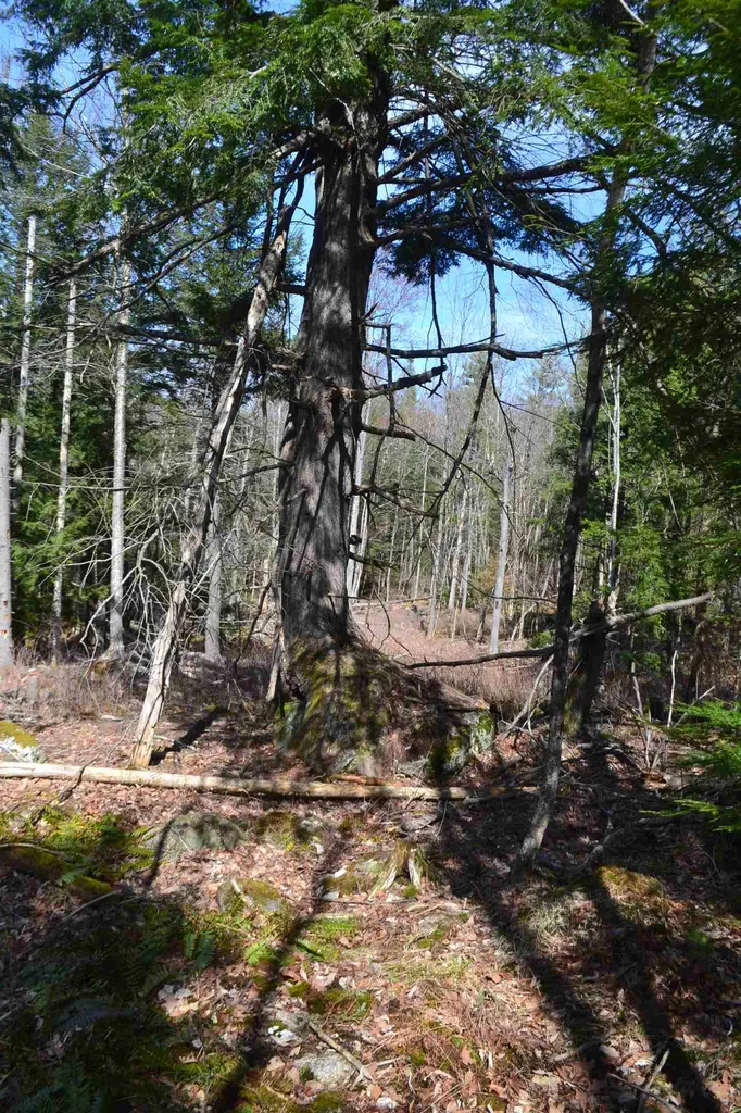 428 Maple Street Newport NH 03773