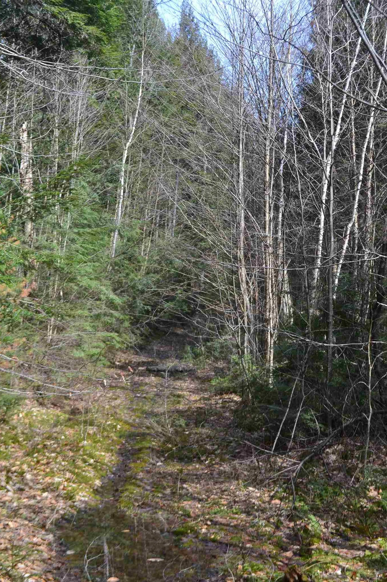 428 Maple Street Newport NH 03773