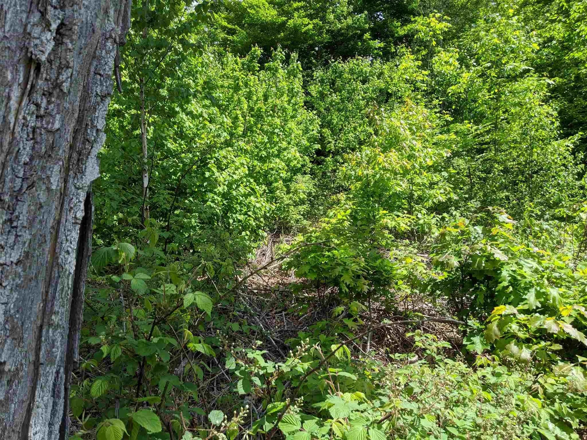 Lot 10 Chaddarin Lane Plymouth NH 03264