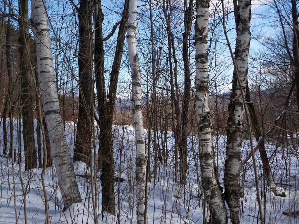 24 Triview Road Warren VT 05674
