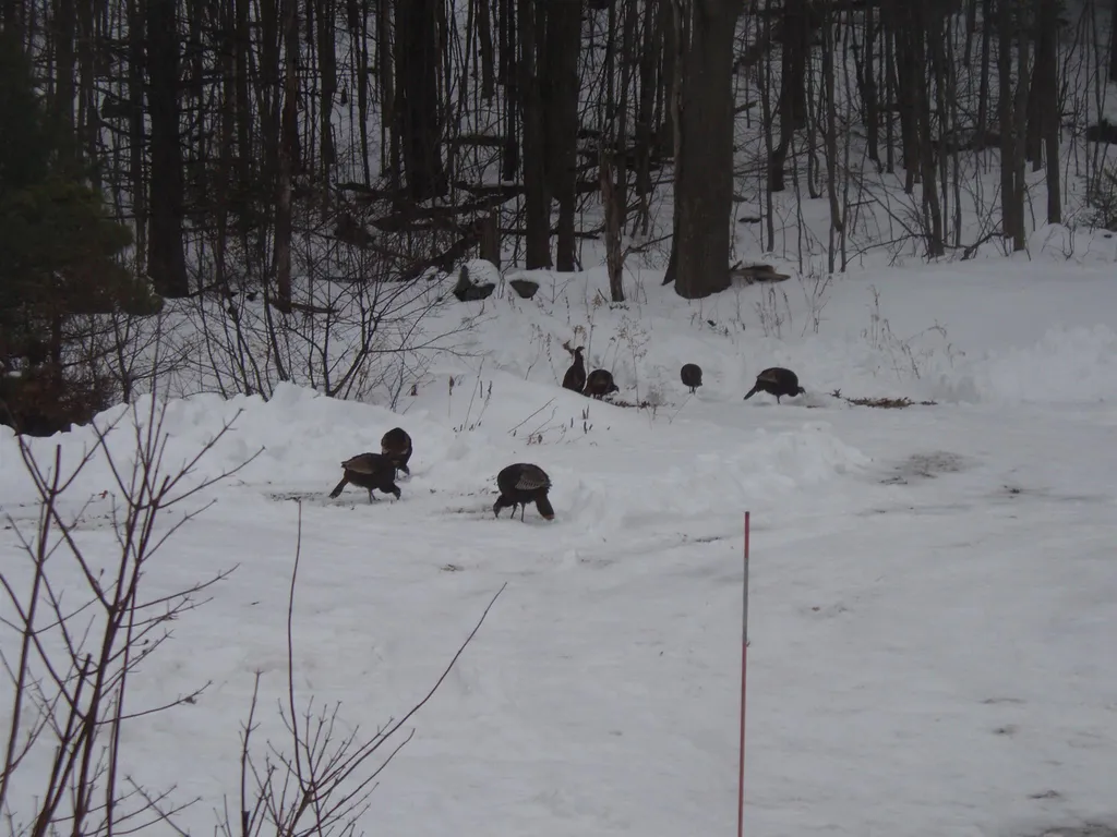2314 Brook Road Goshen NH 03752