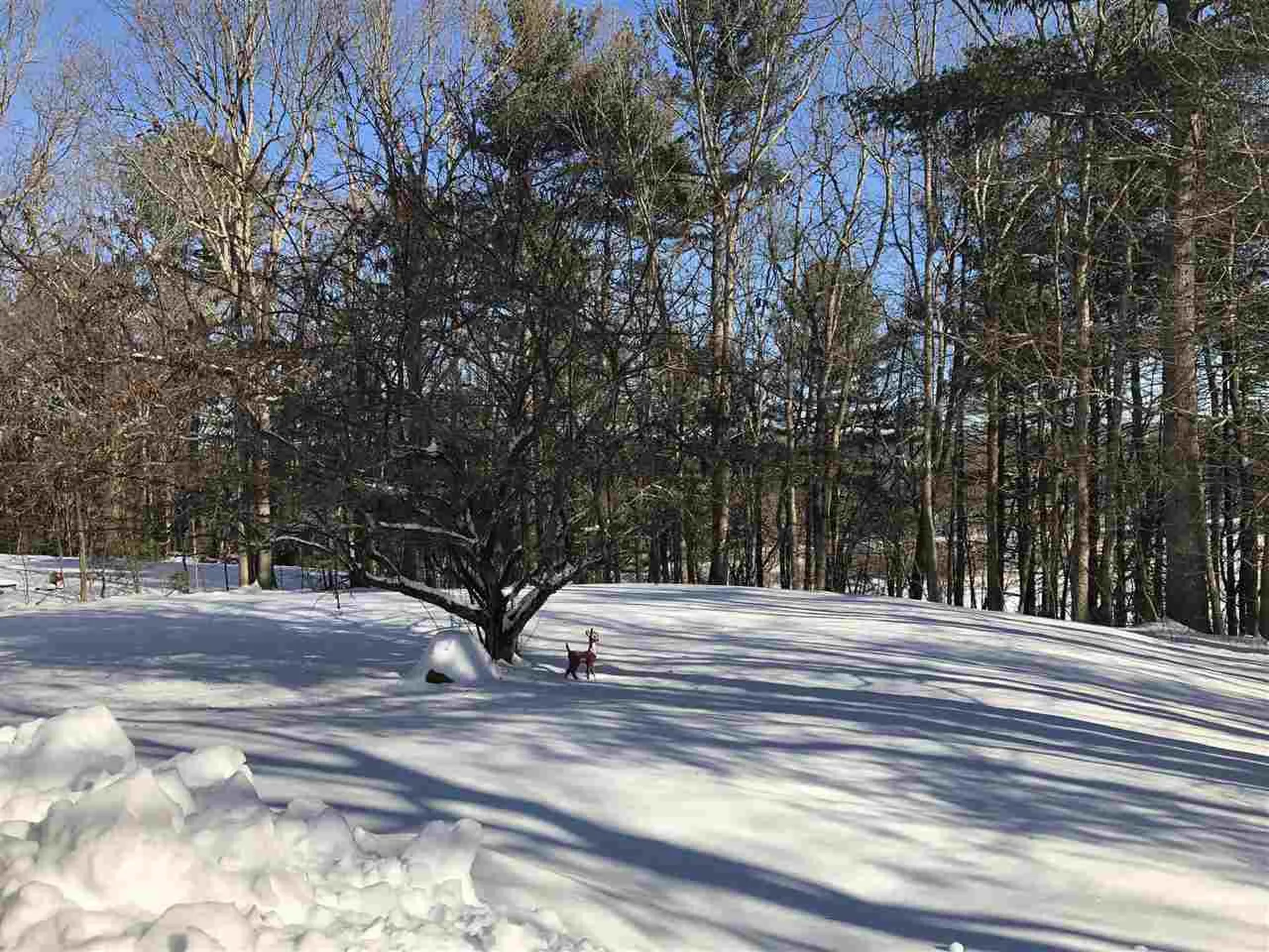 7 Woodchuck Lane Somersworth NH 03878