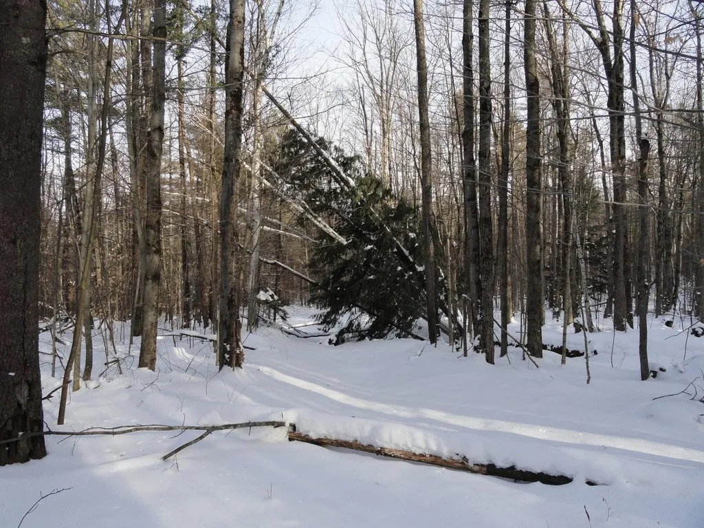 20 Milo White Road Jericho VT 05465